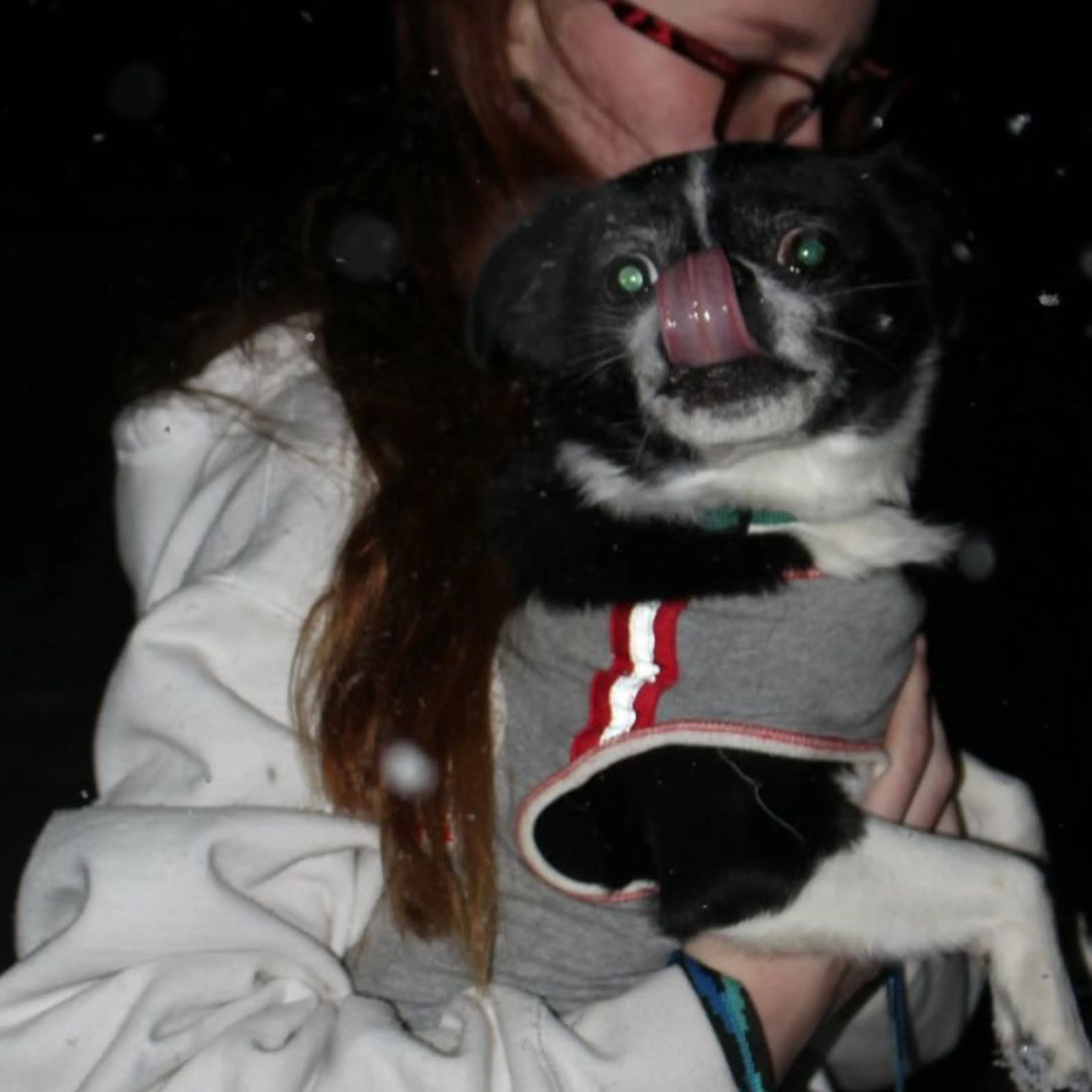 Lost pet