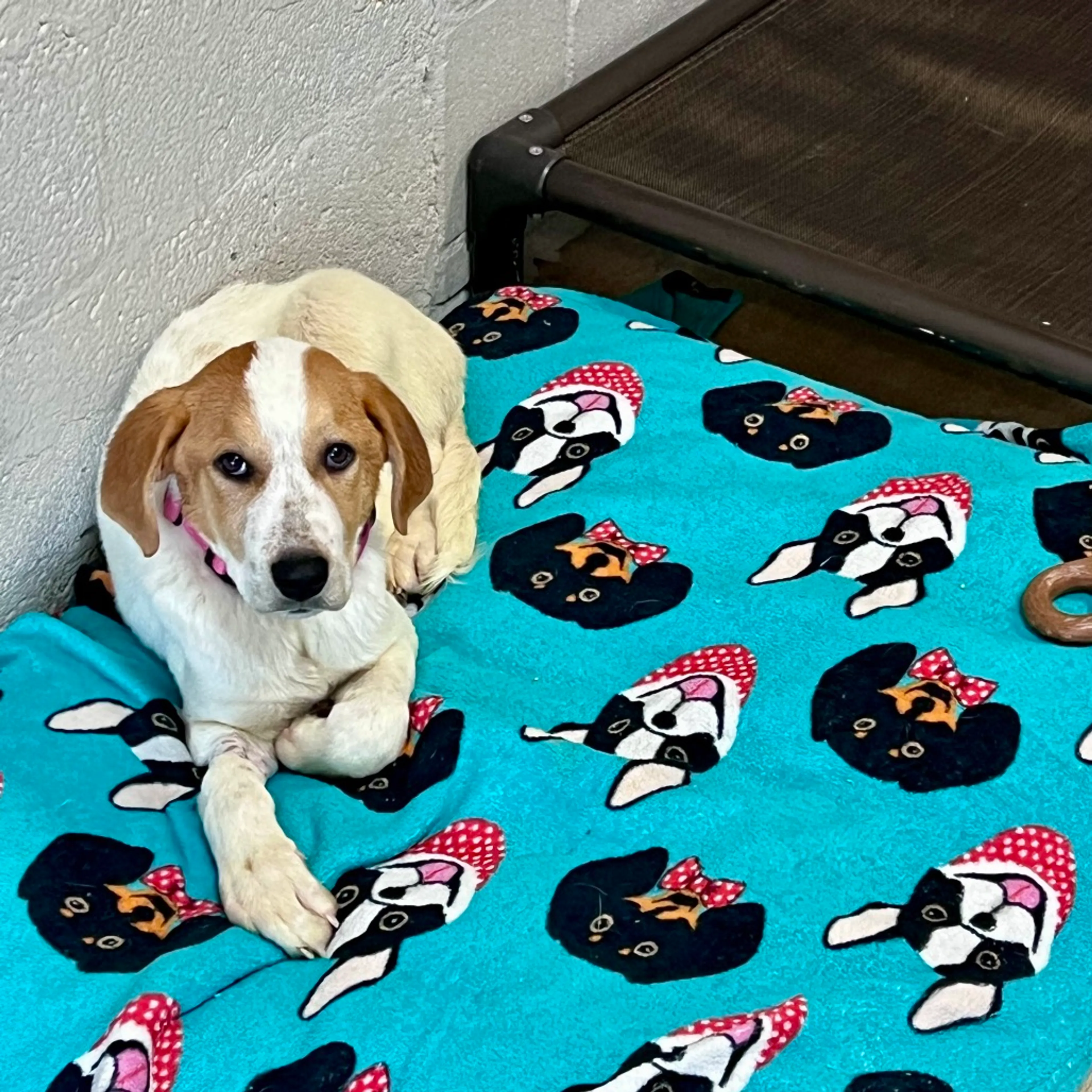 Found pet-3