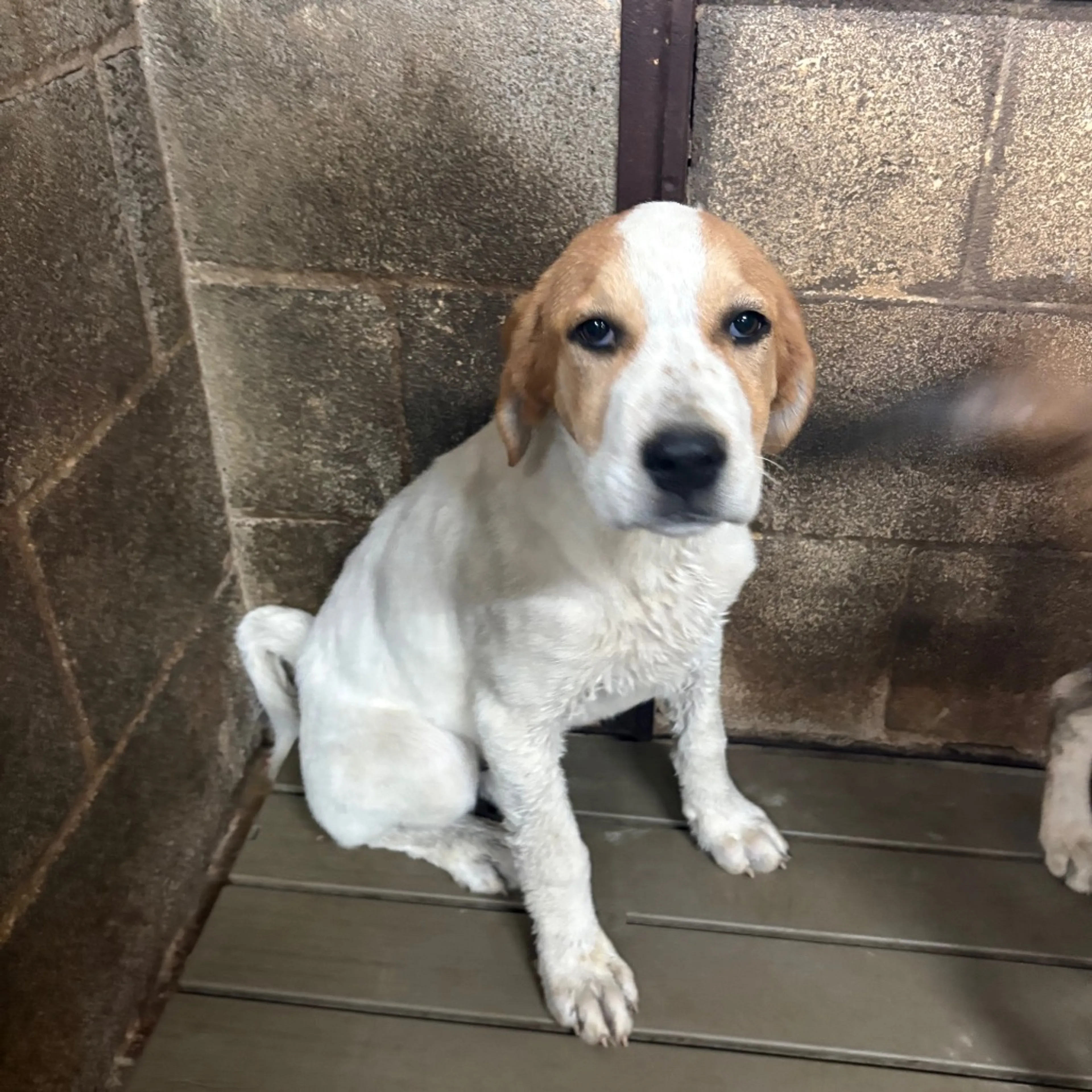 Found pet-1