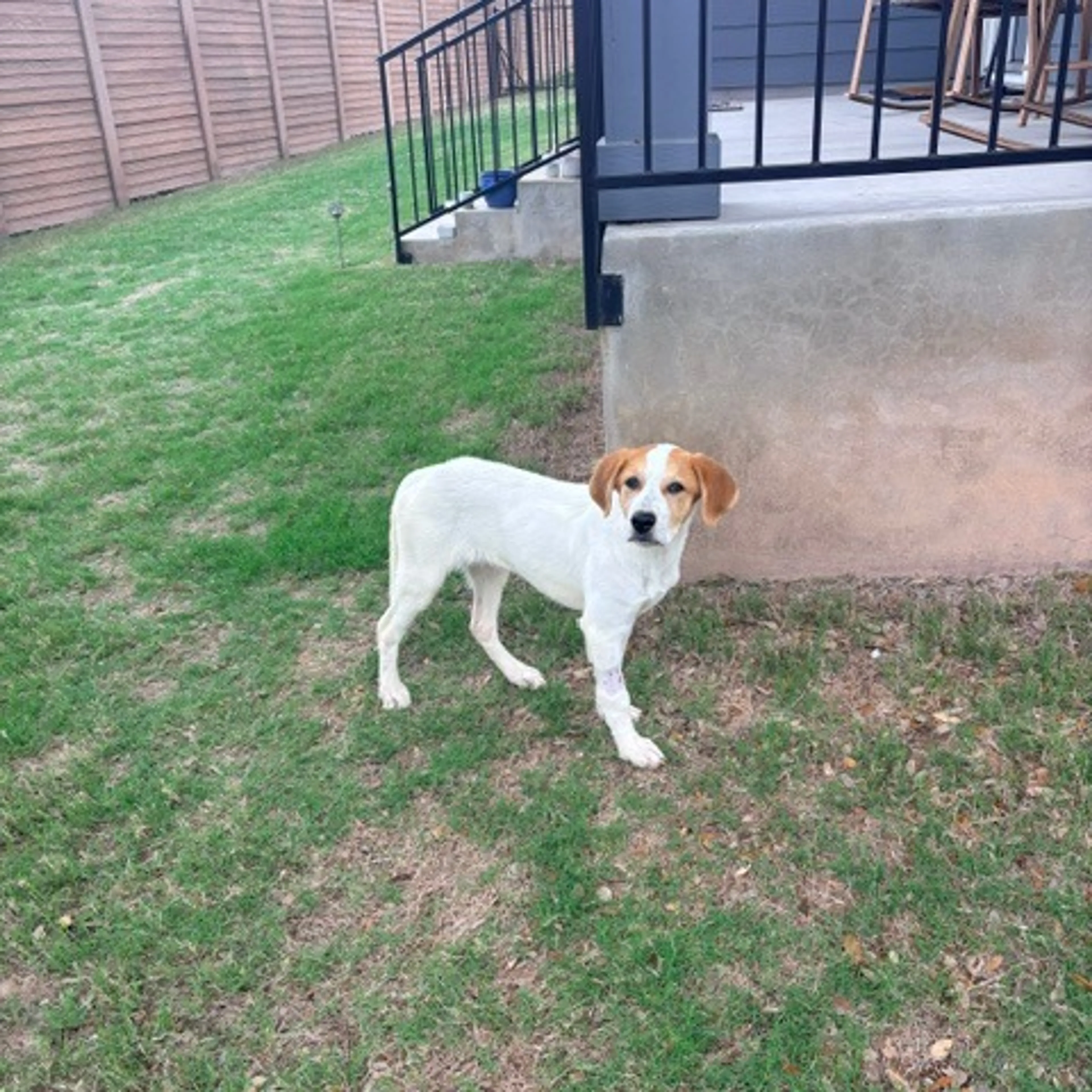 Found pet-4