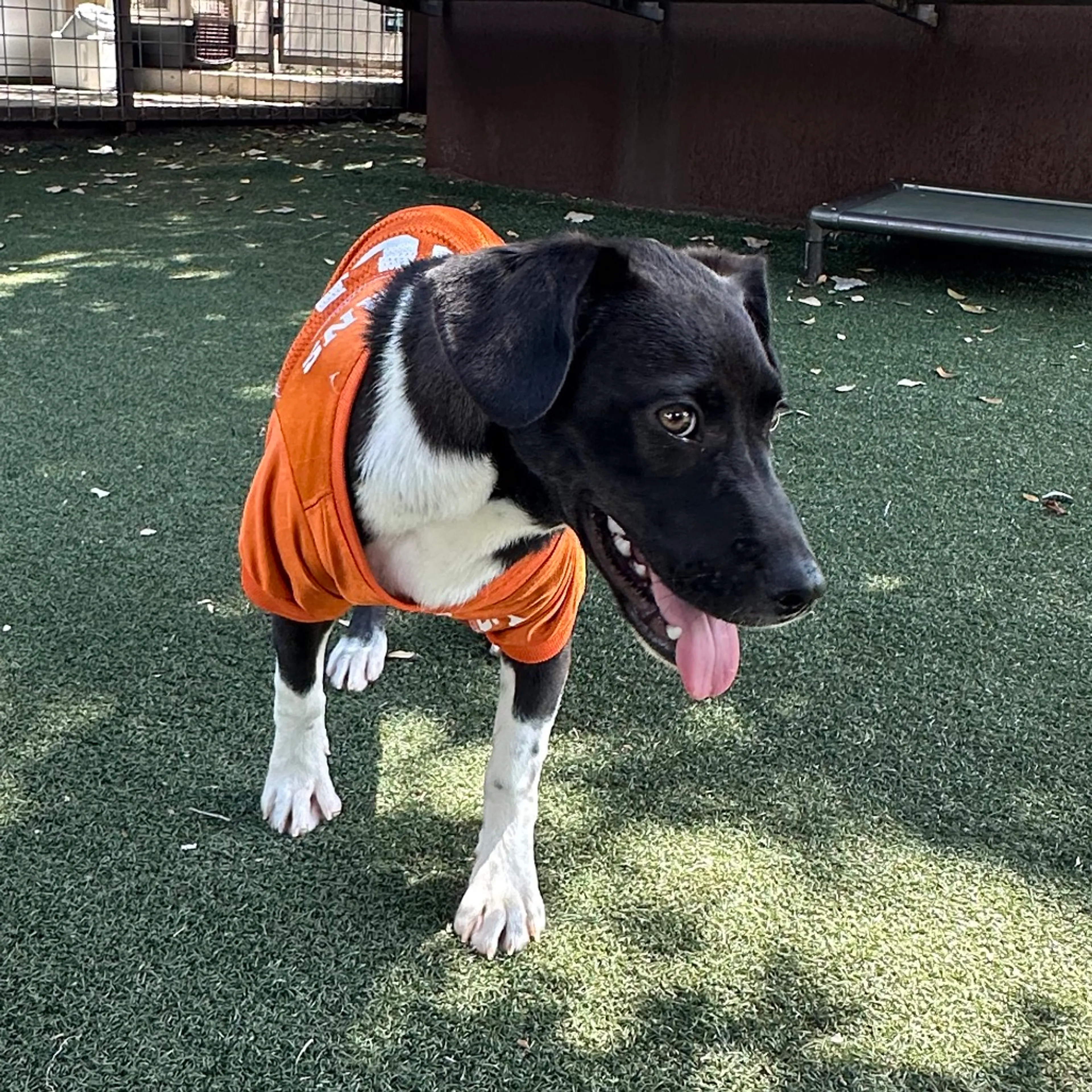 Found pet-8