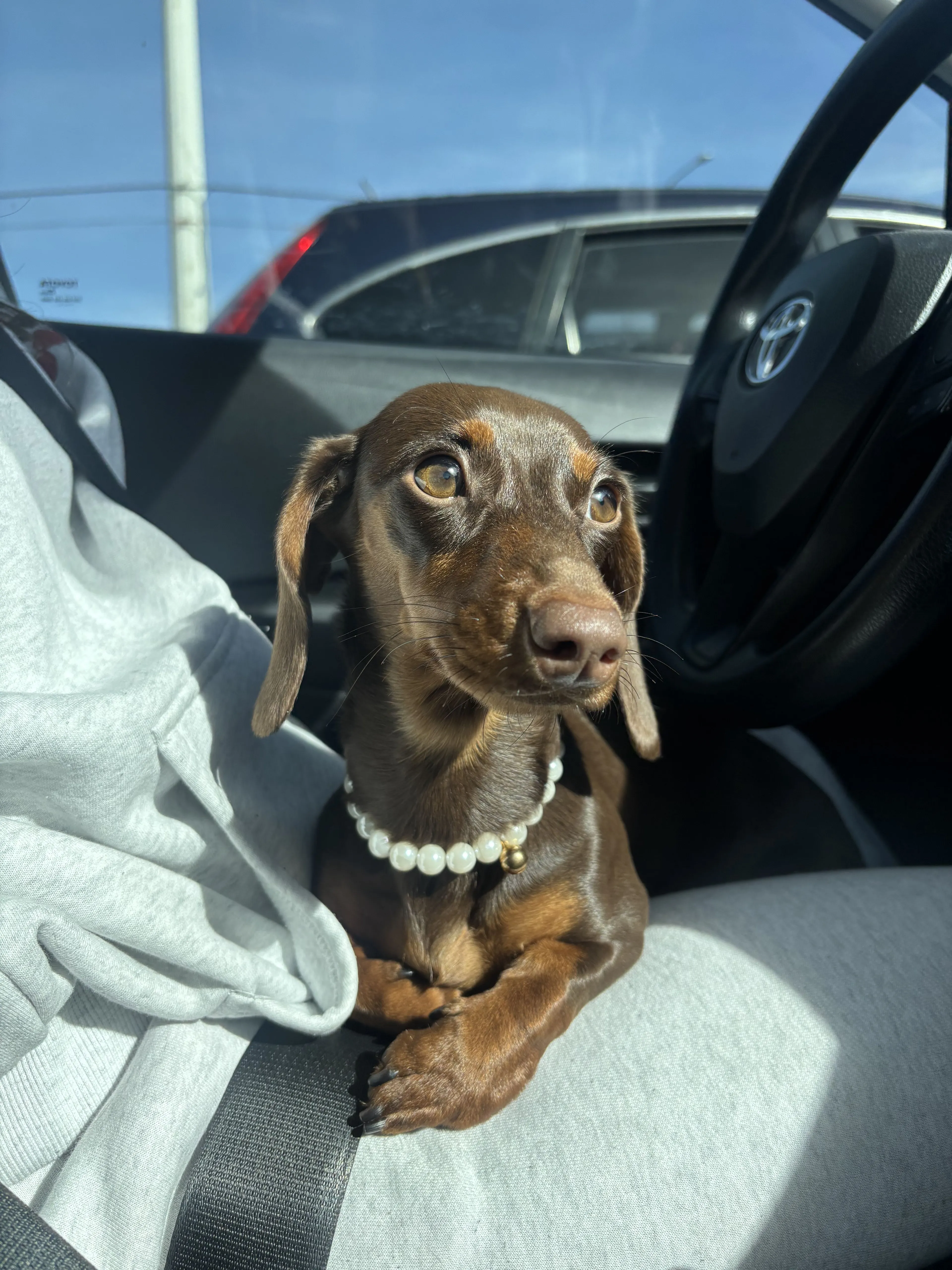 Lost pet