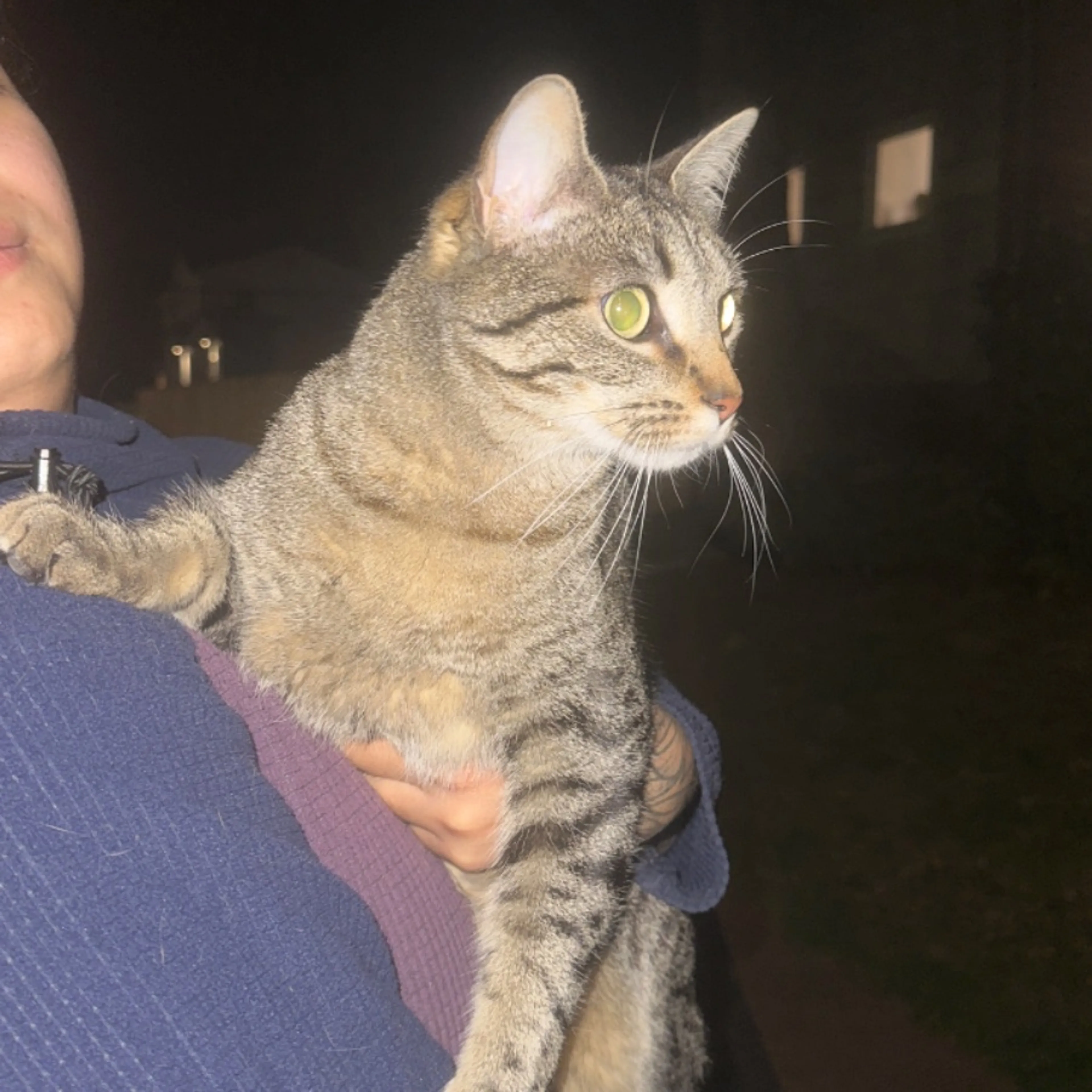 Found pet-0