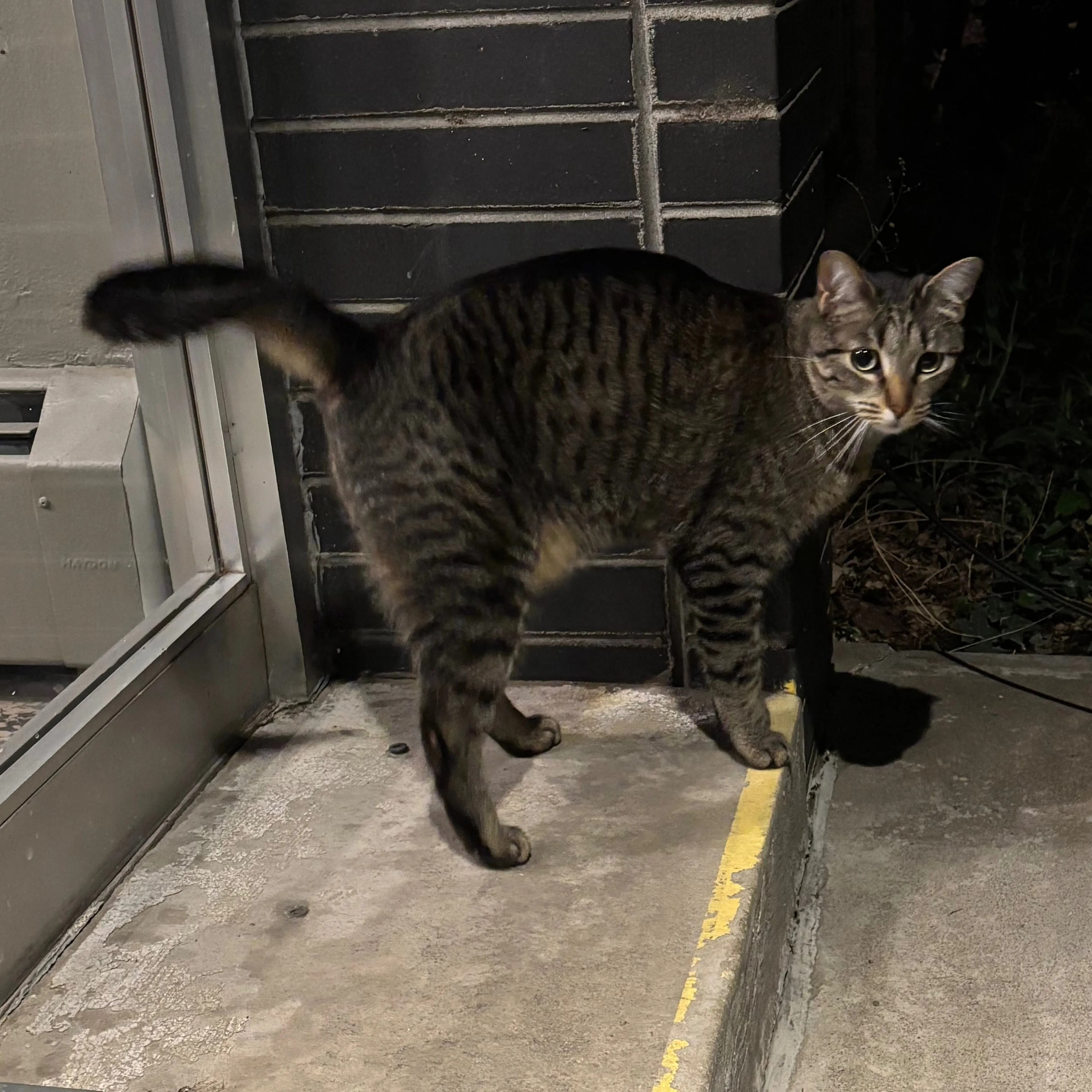 Found pet-3