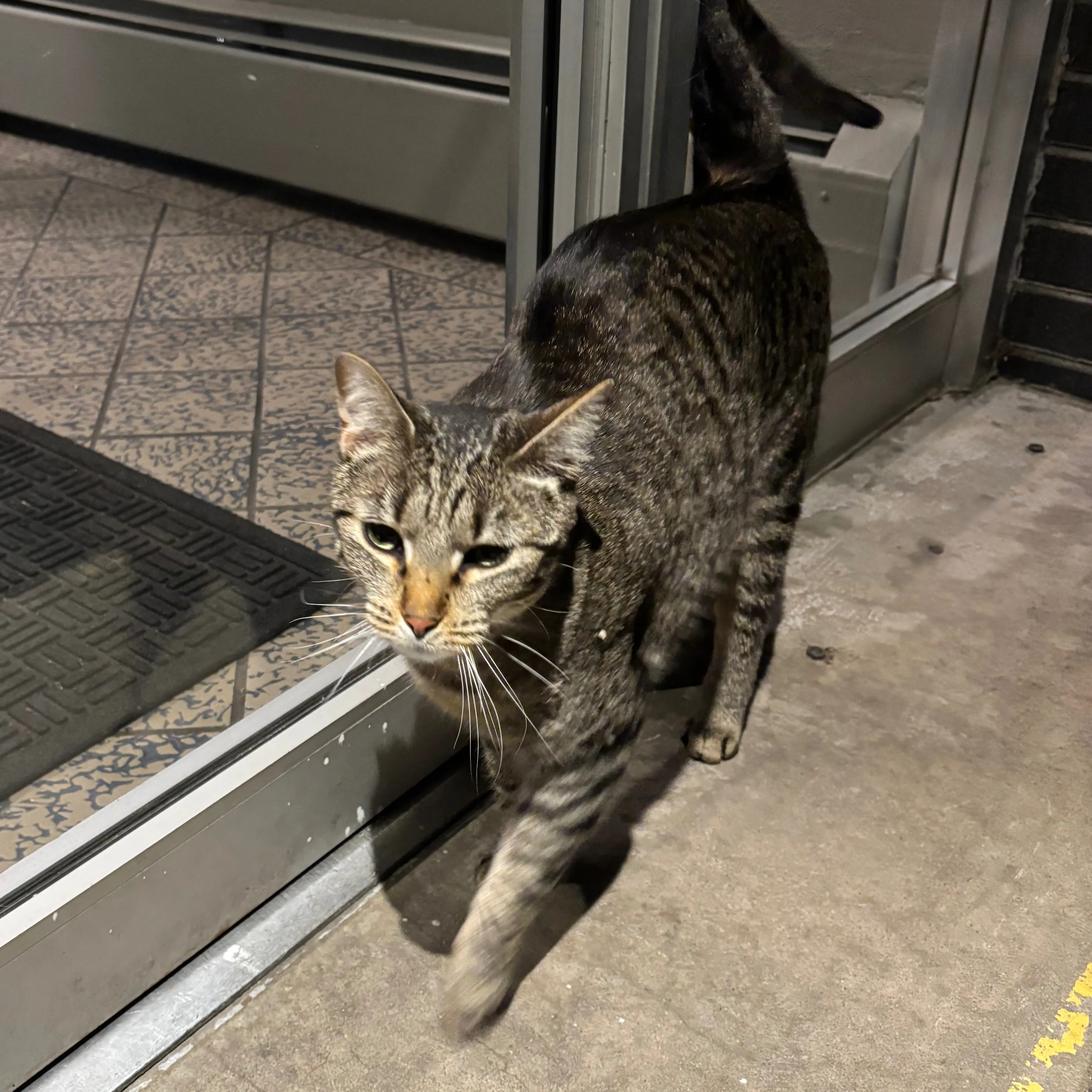 Found pet-1