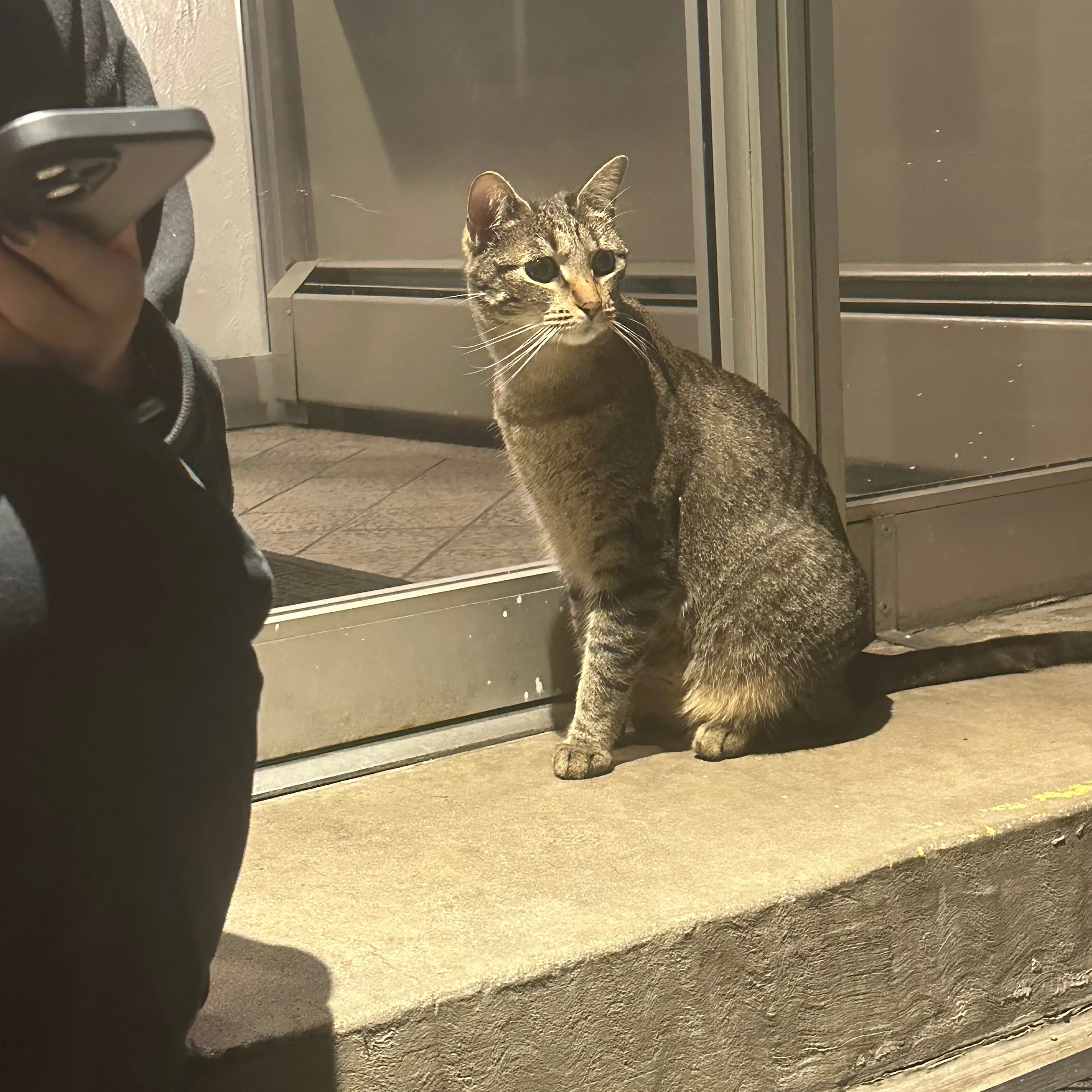 Found pet-2