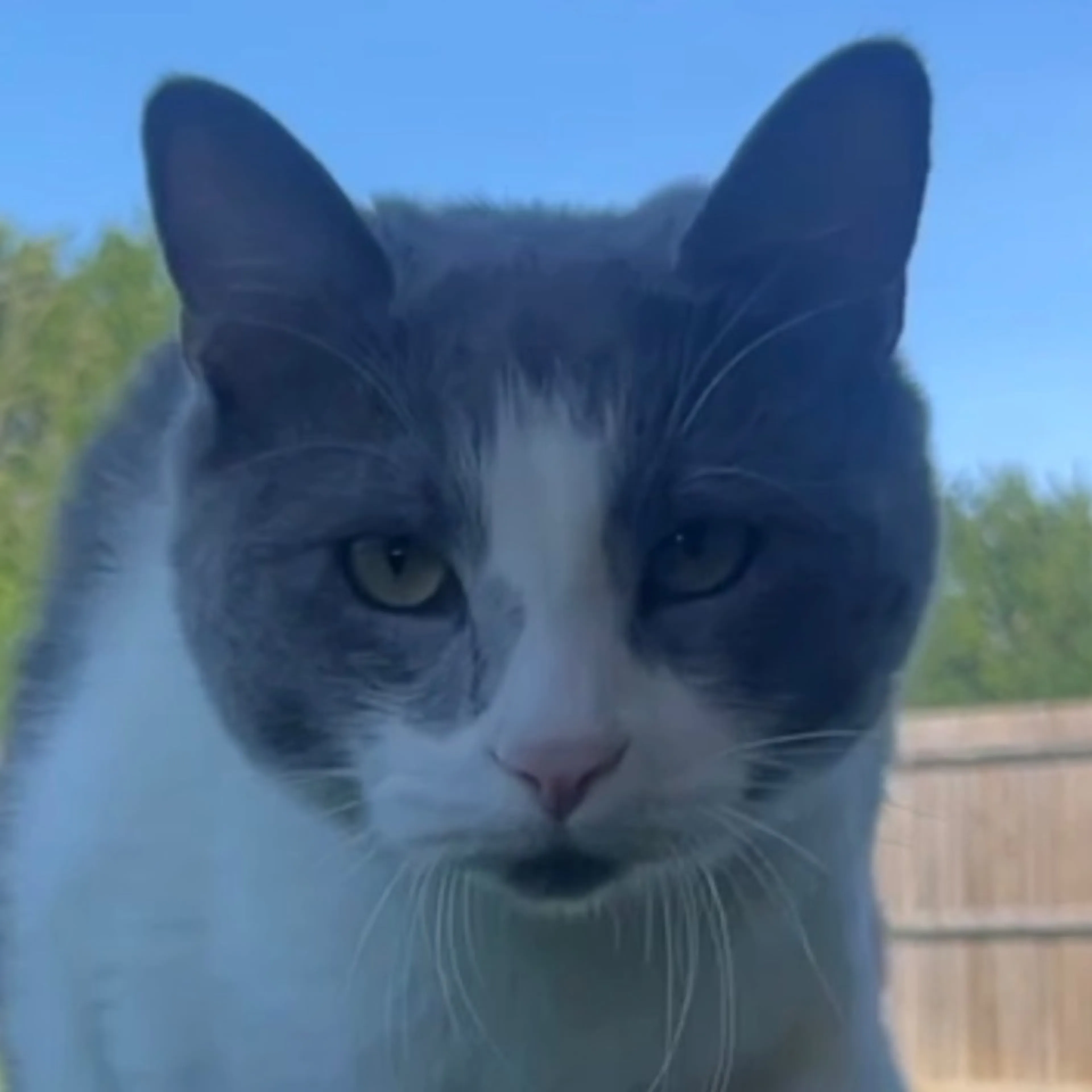 Lost pet-0
