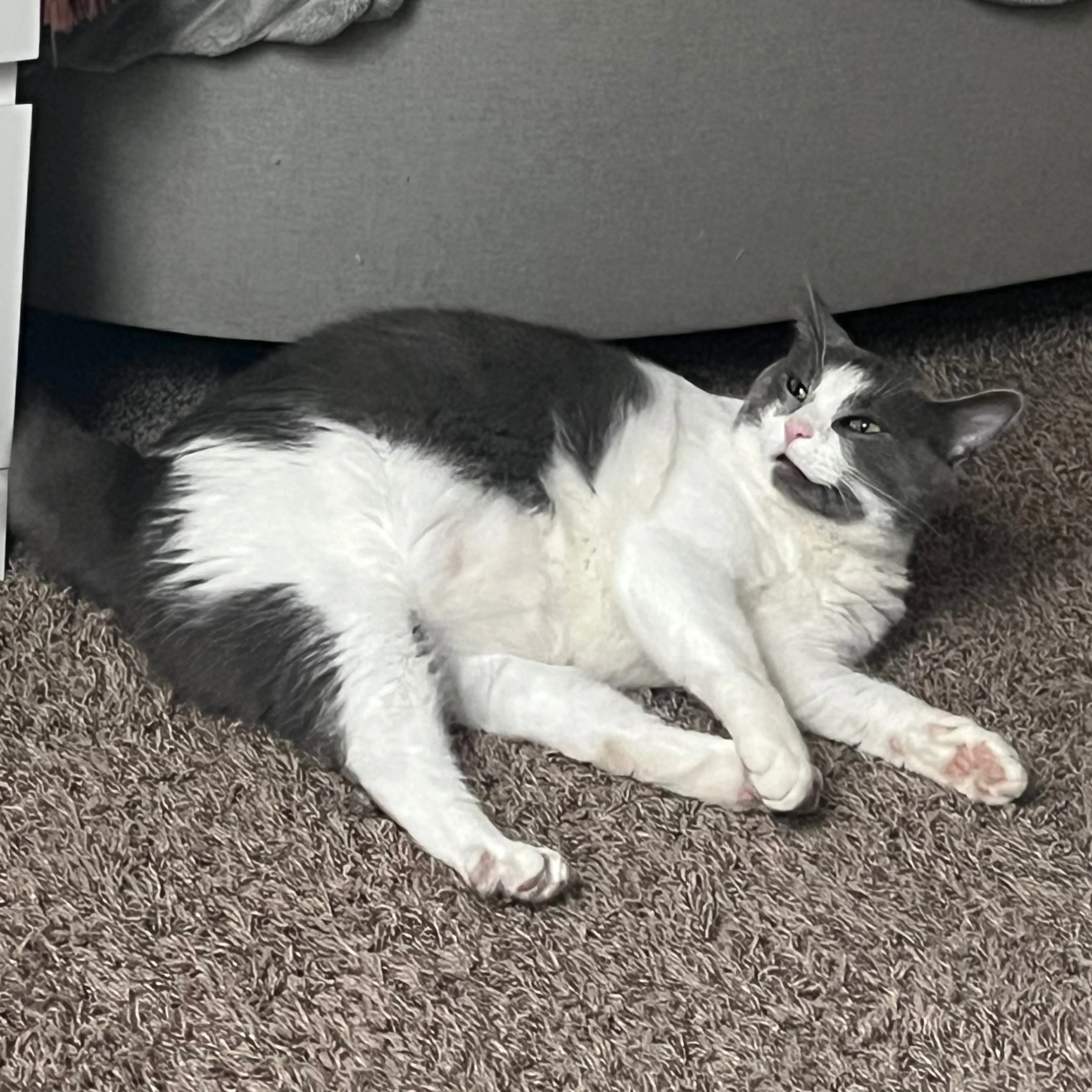 Lost pet-1