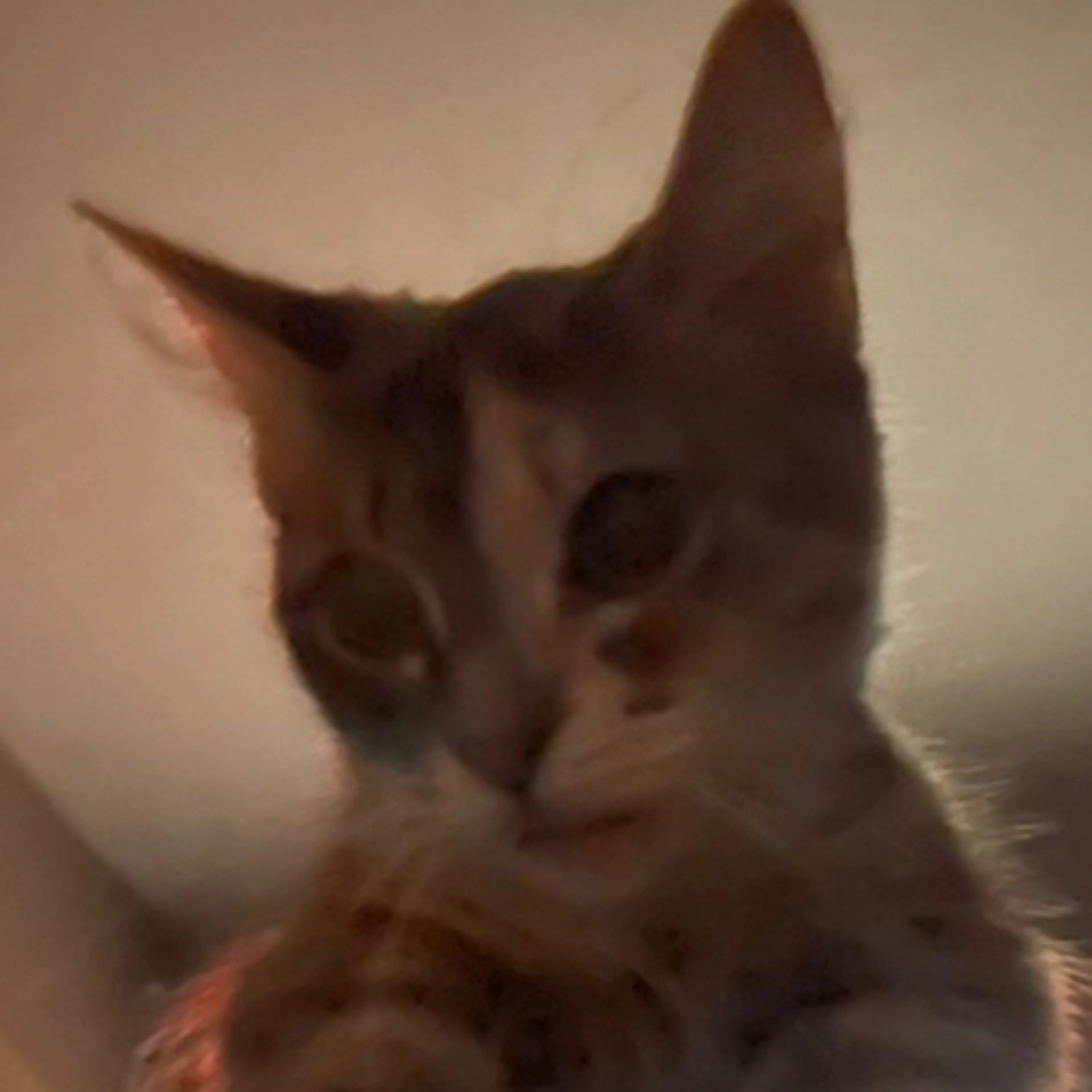 Lost pet-2
