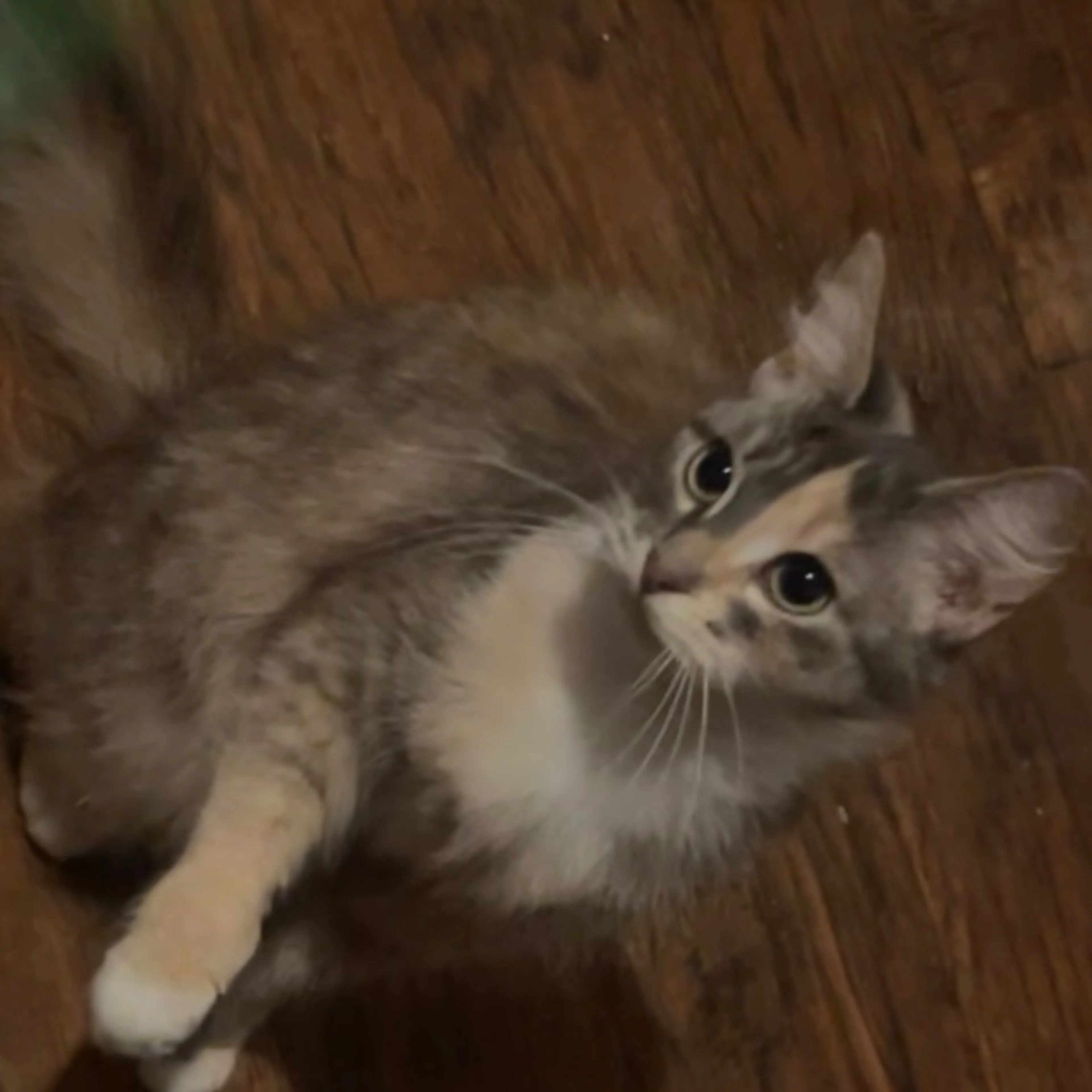 Lost pet-0