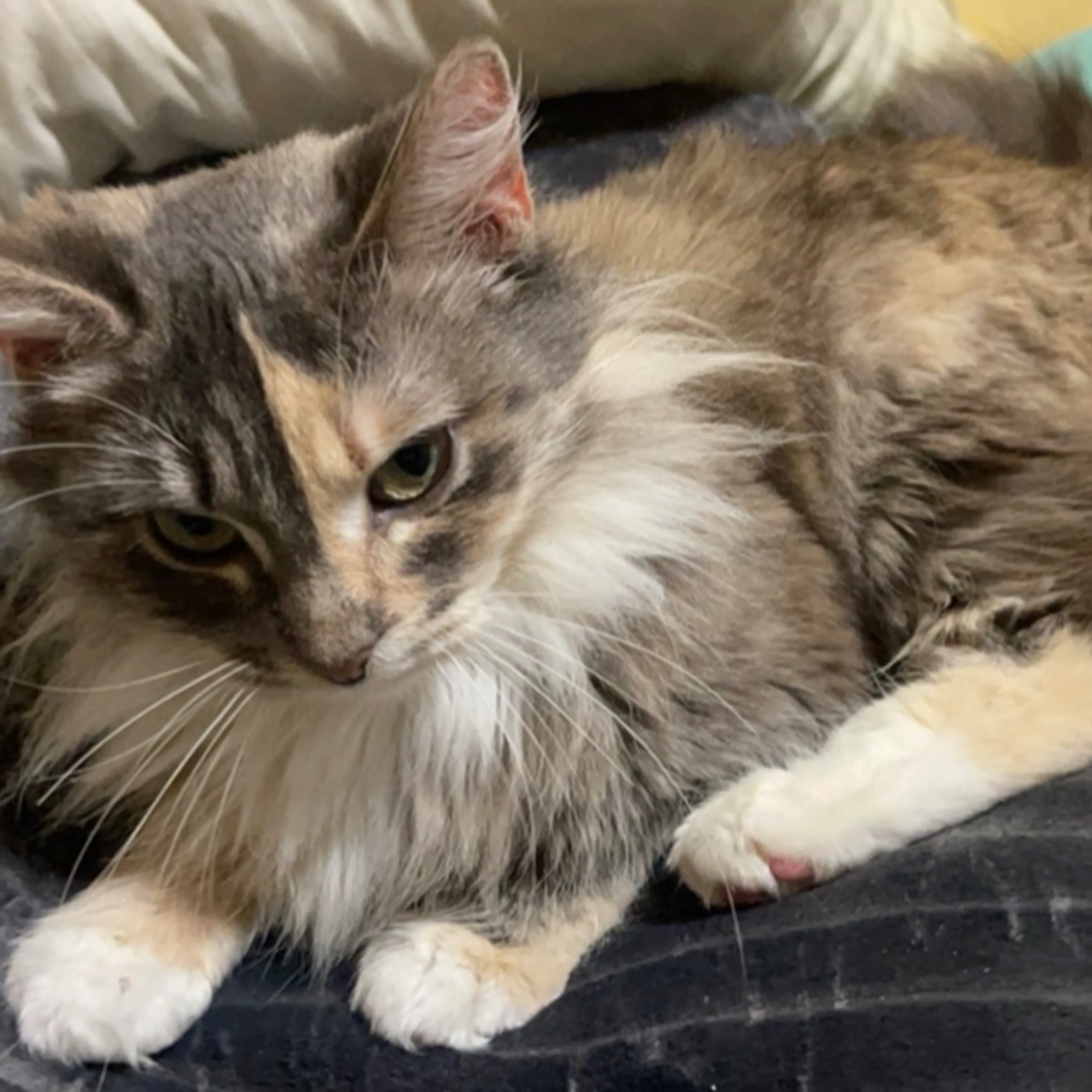 Lost pet-1