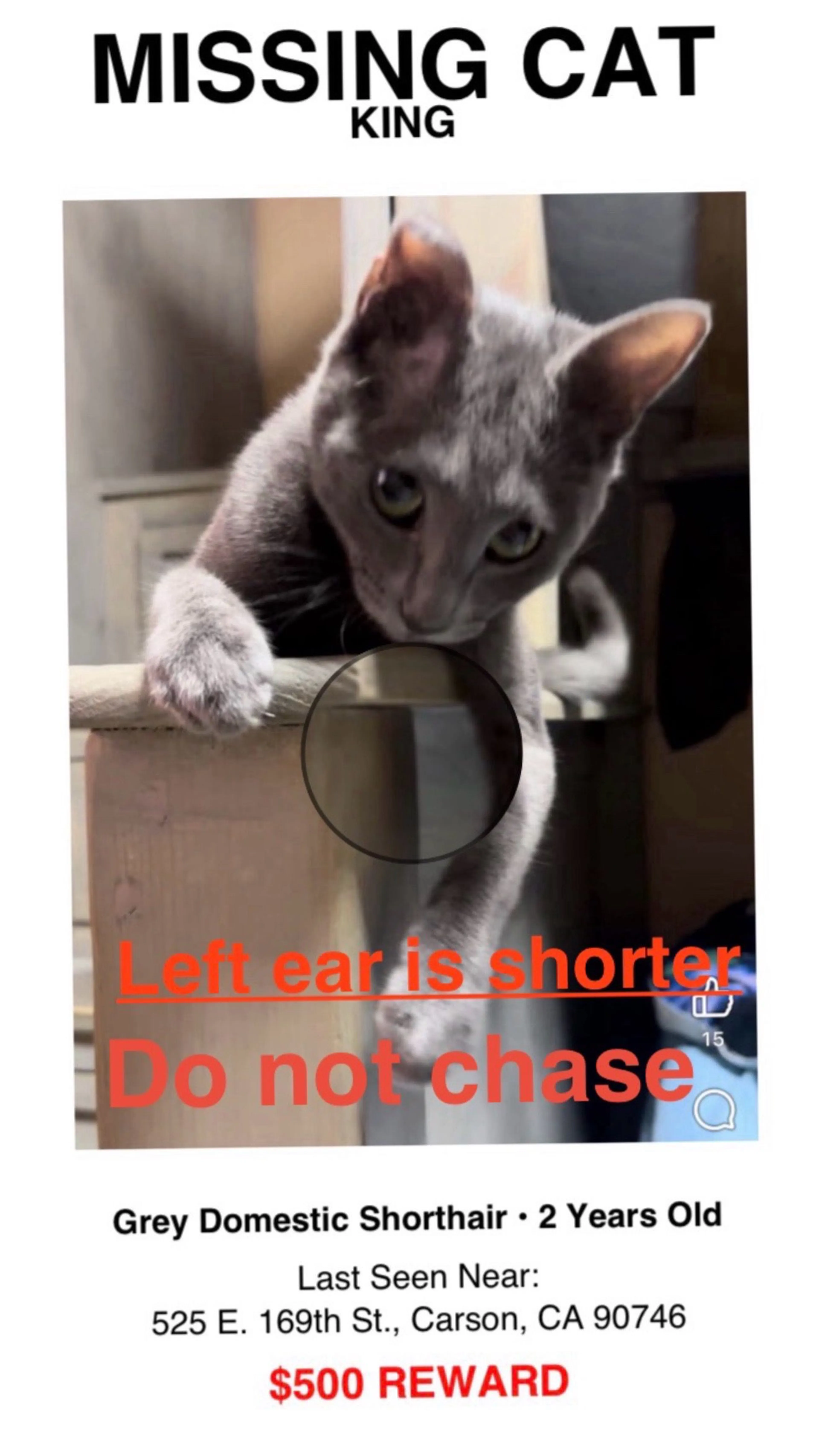 Lost pet-1