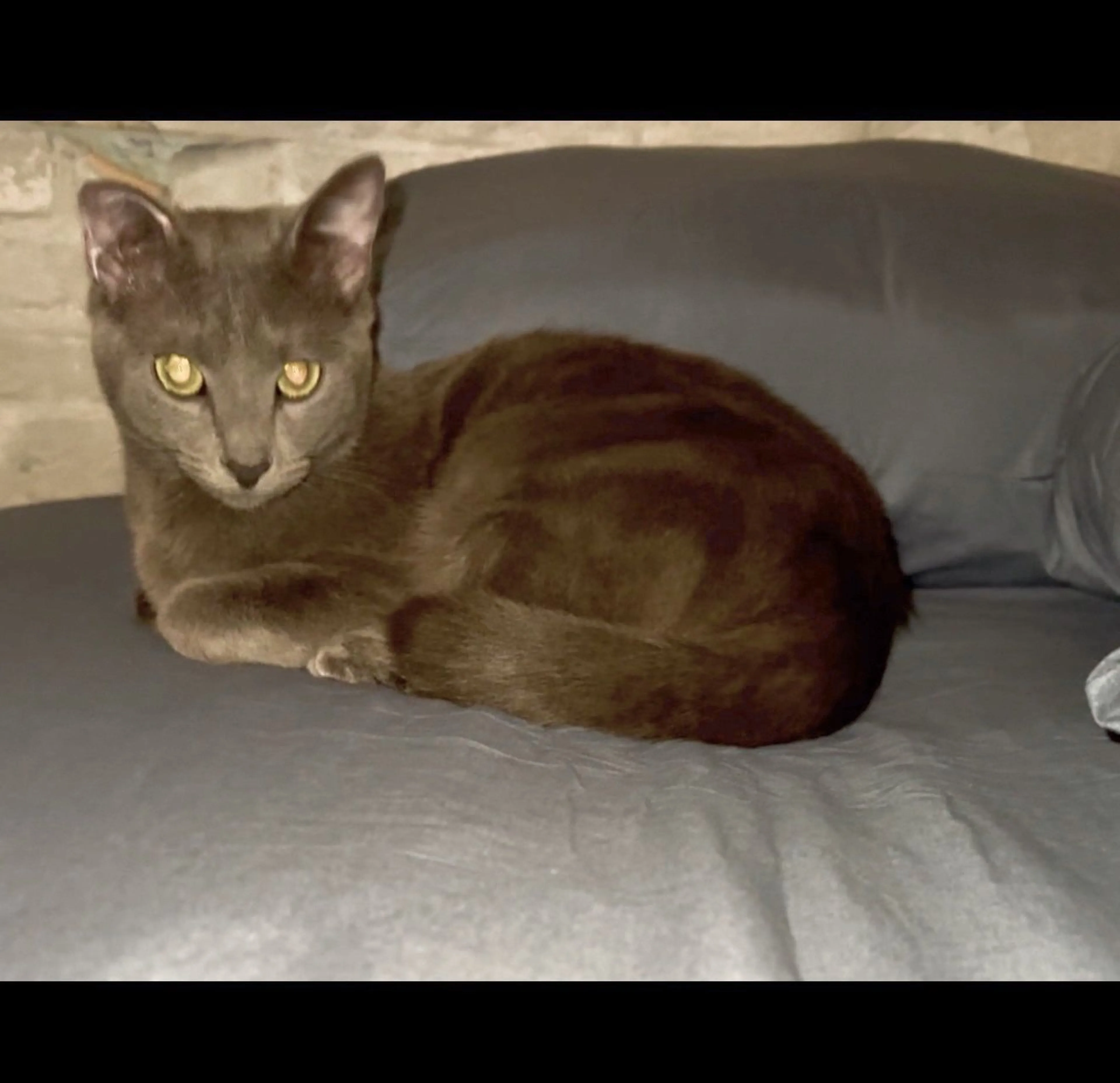 Lost pet-2