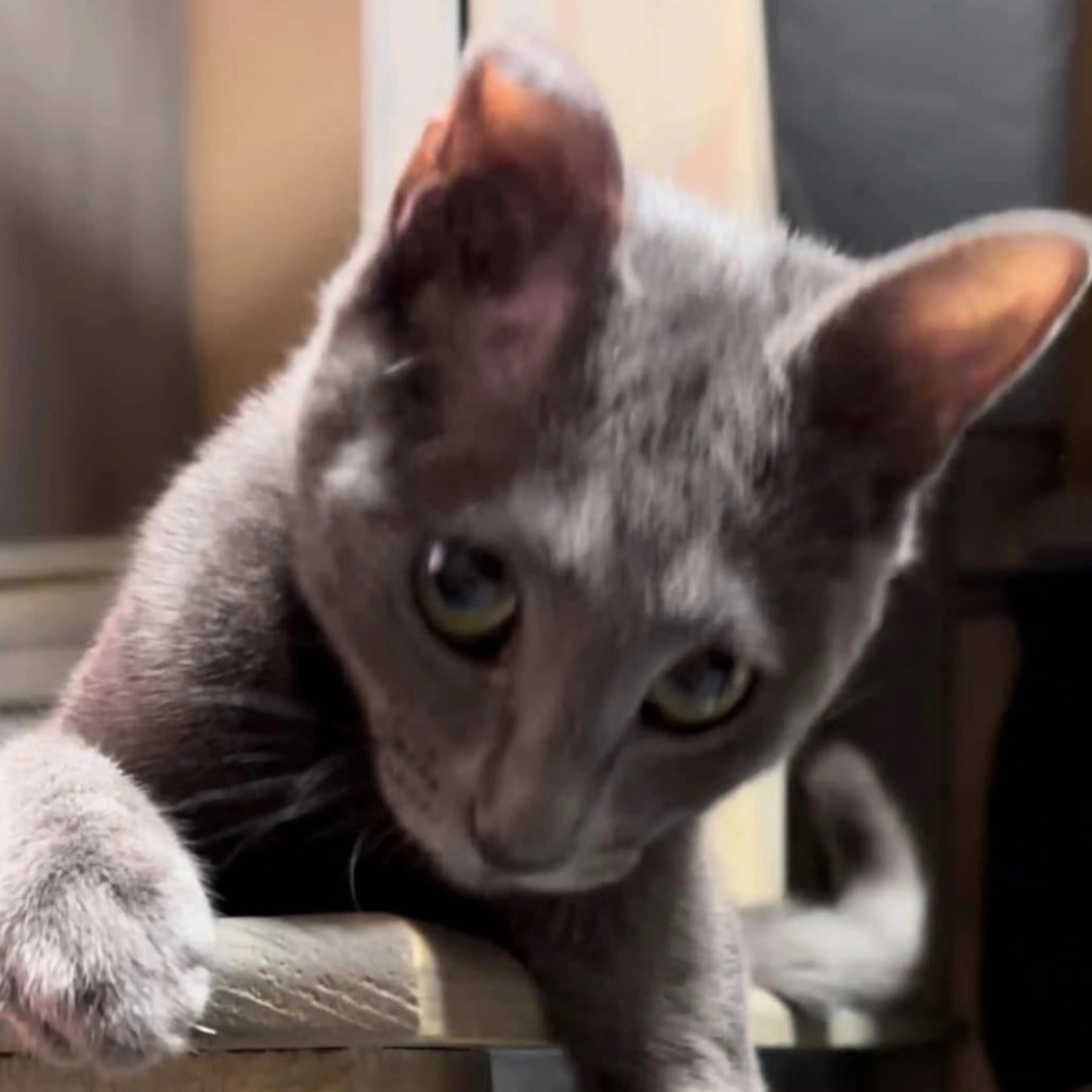 Lost pet-2