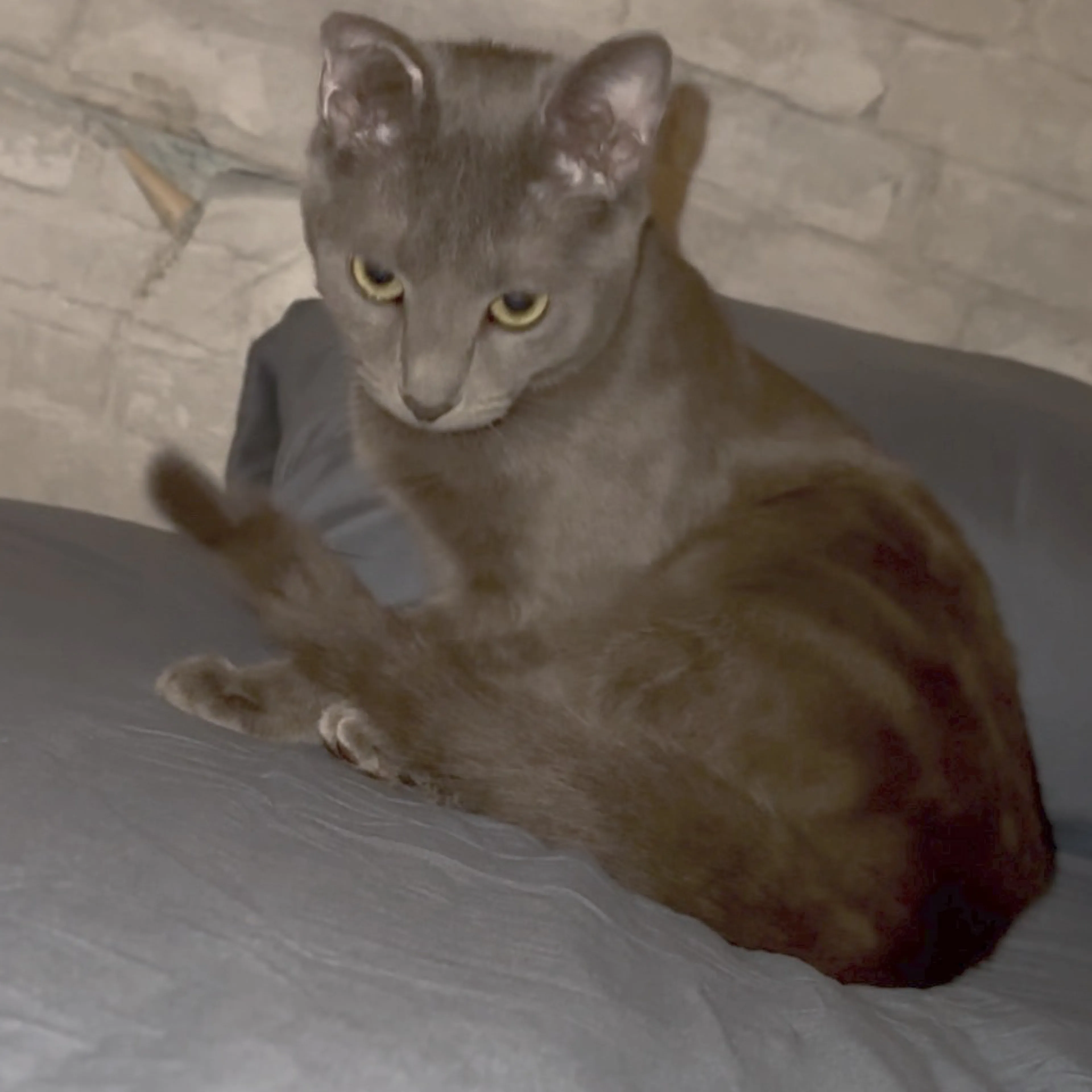 Lost pet-1
