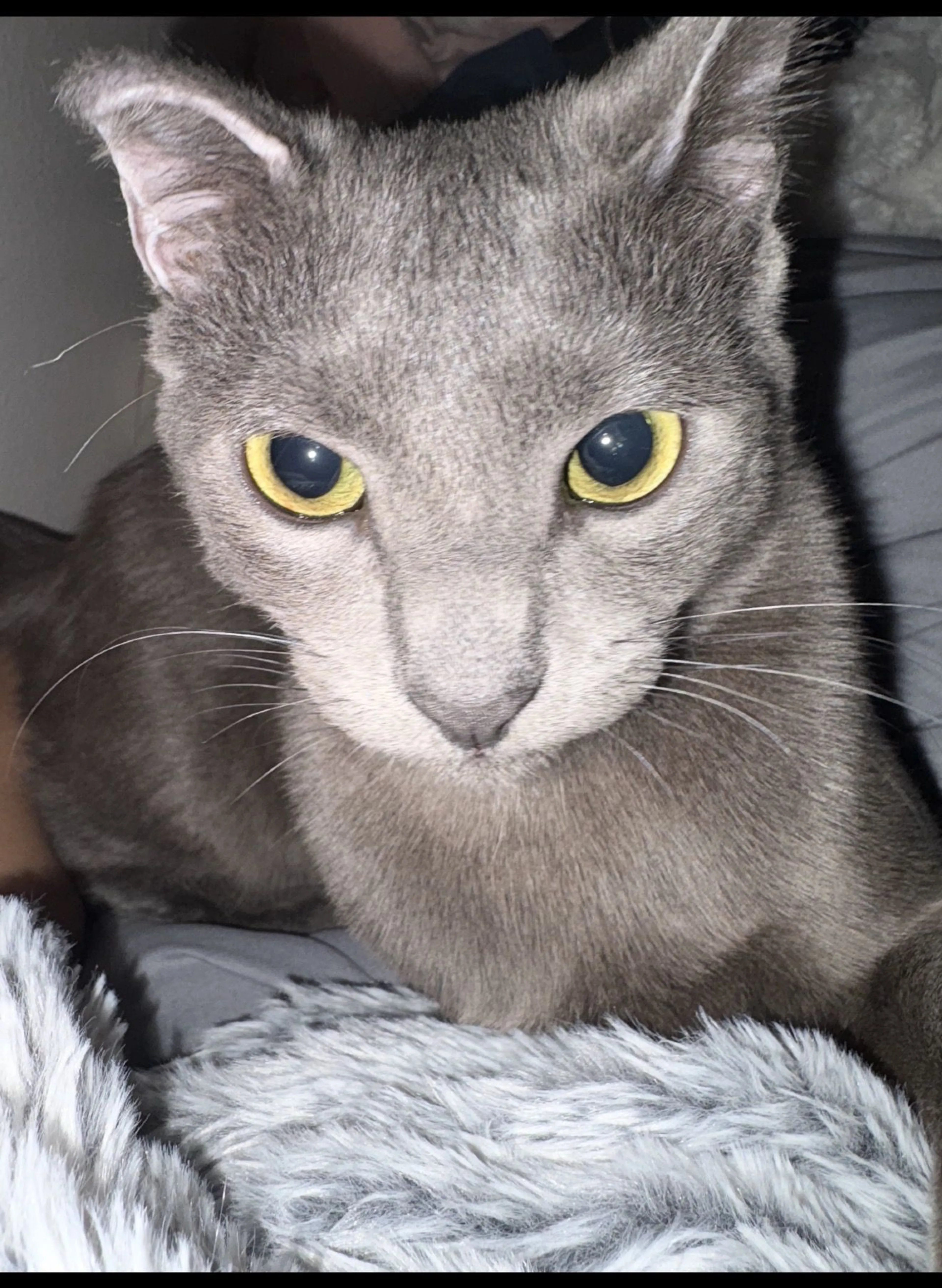 Lost pet-0