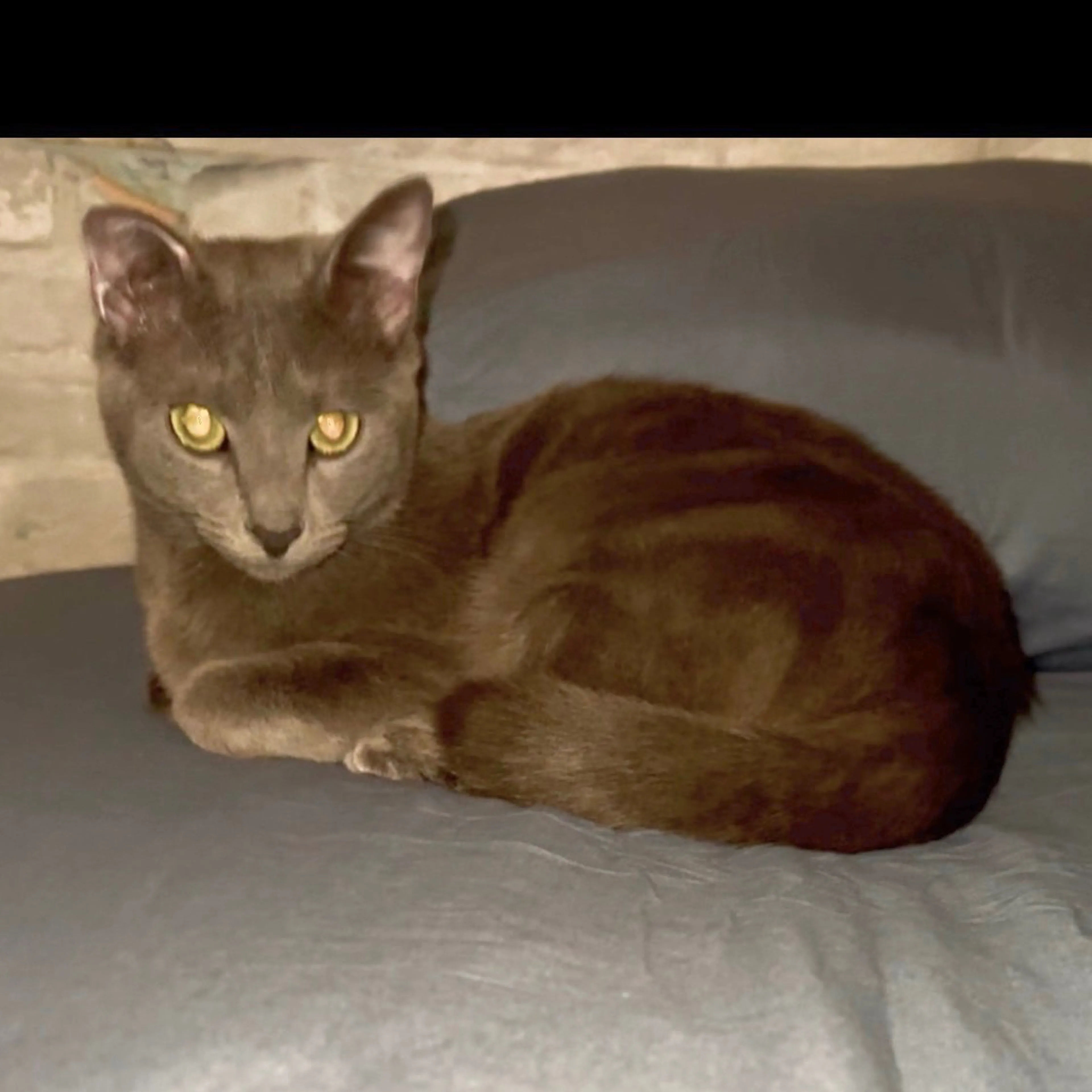 Lost pet-3