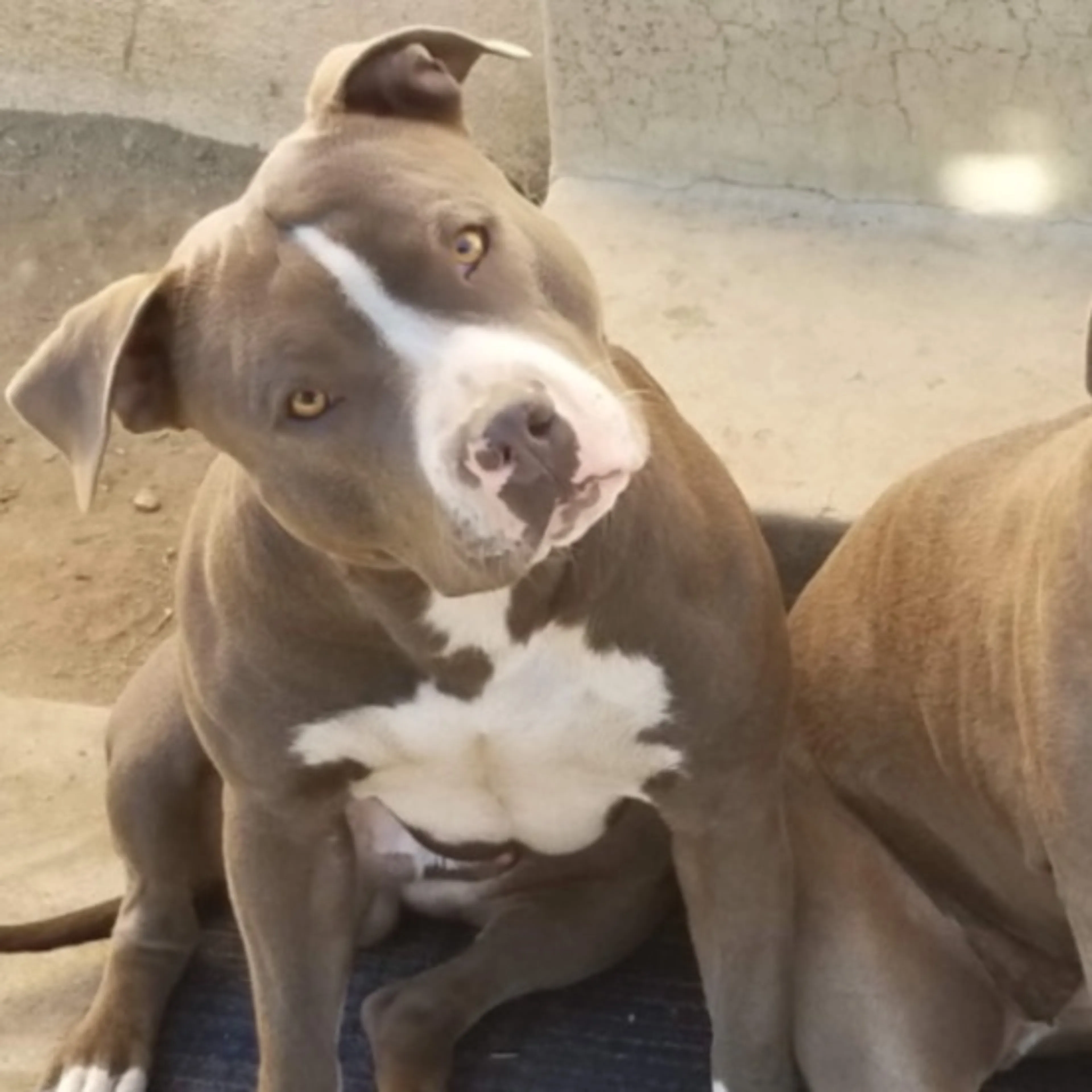 Lost pet