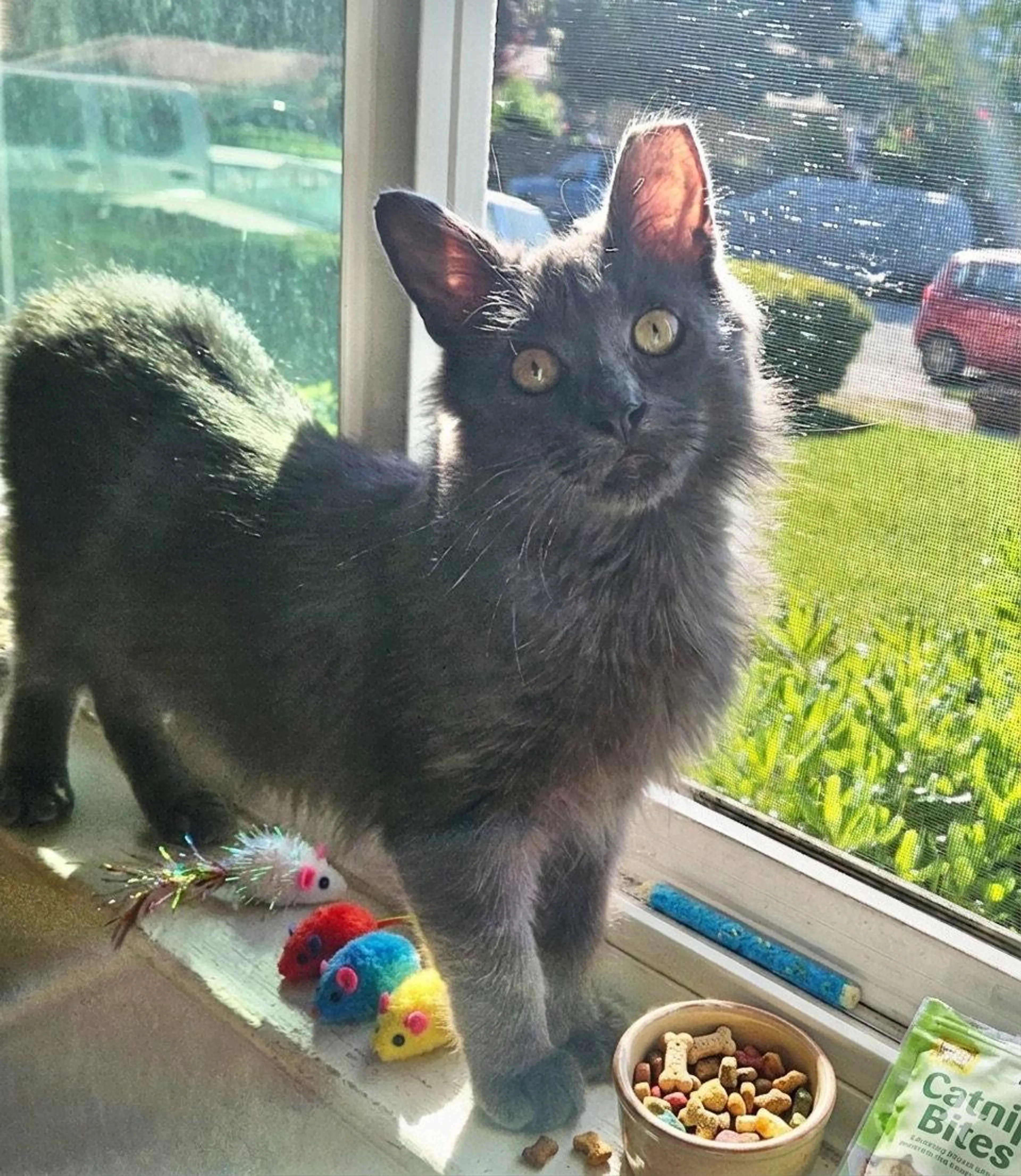 Found pet-1