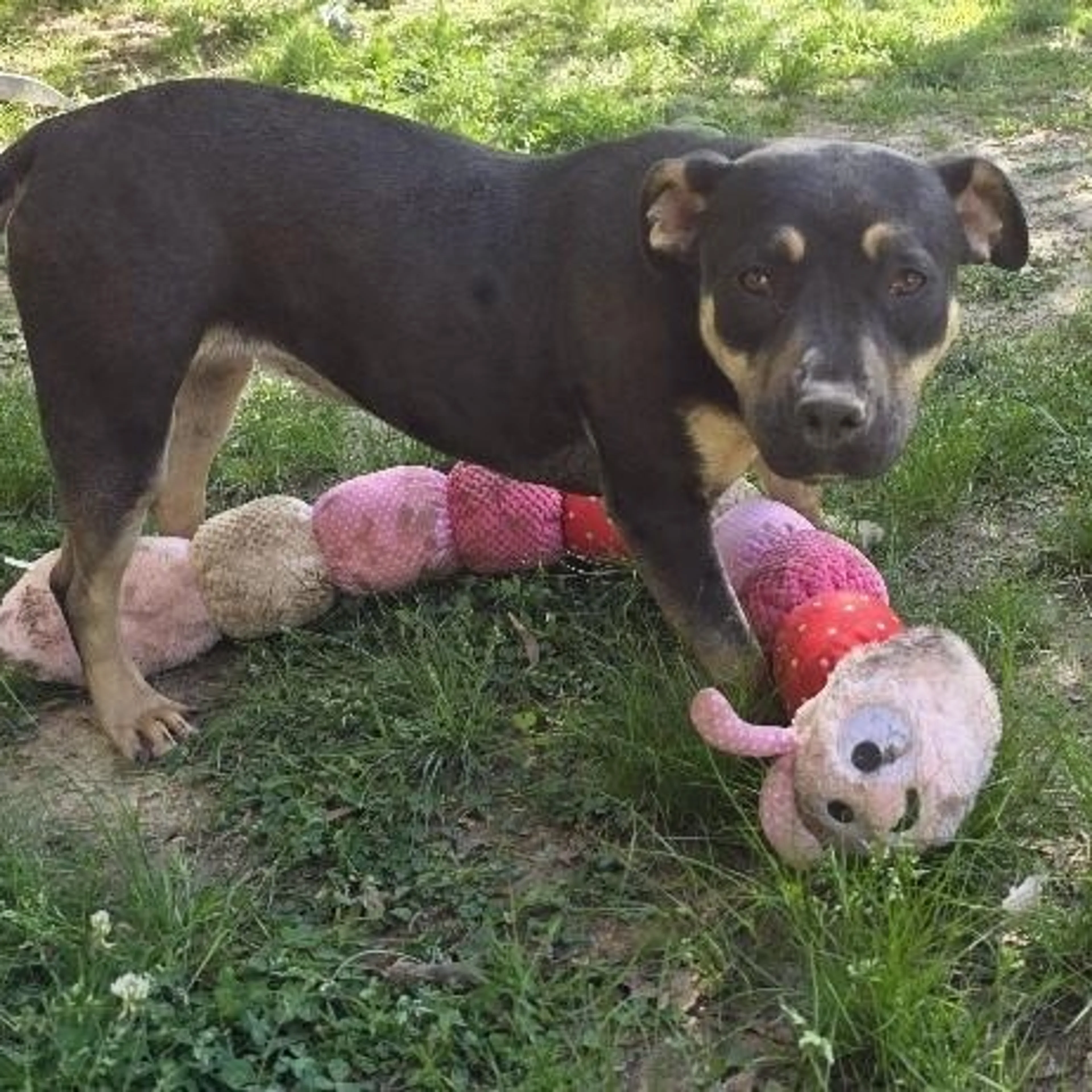 Found pet-1