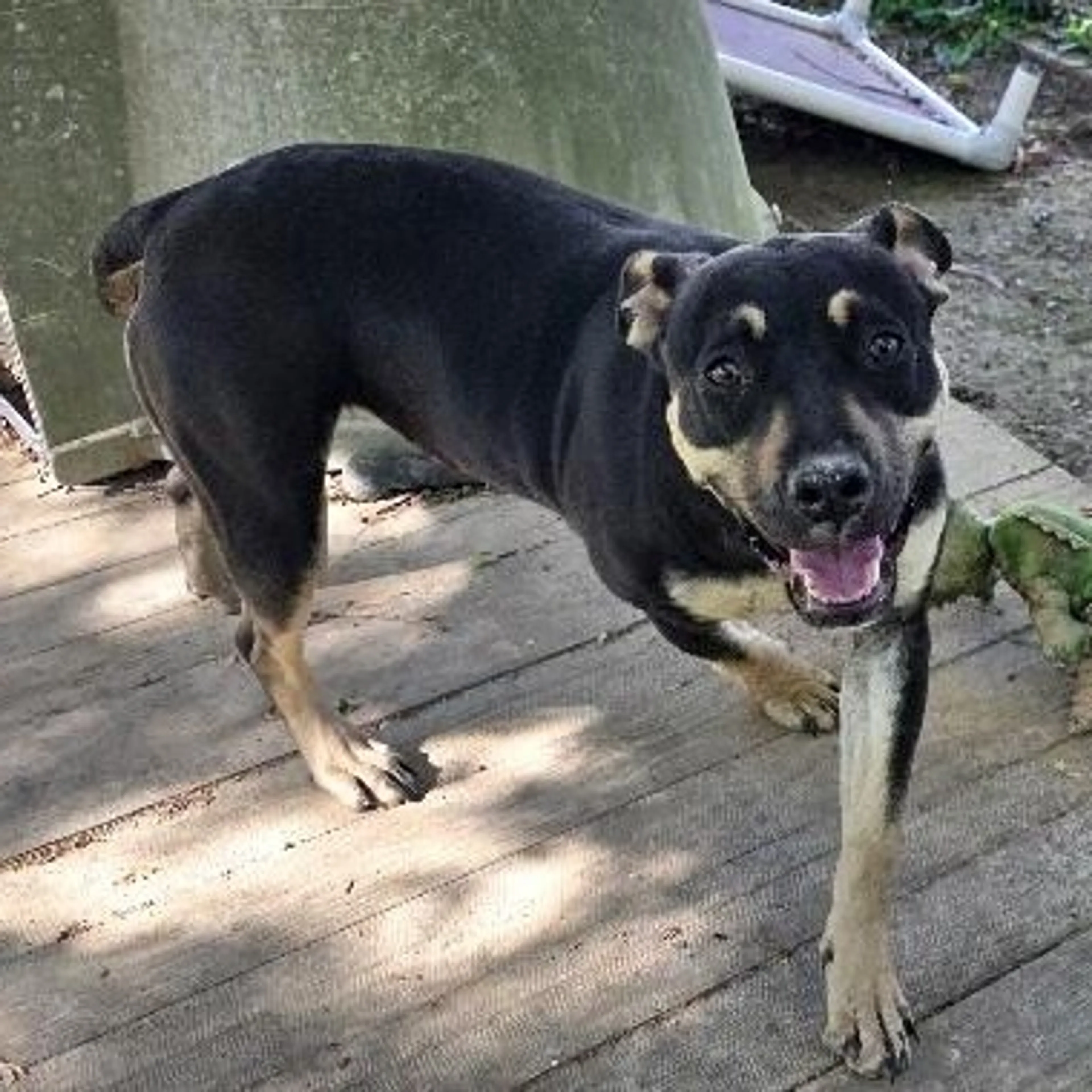 Found pet-3
