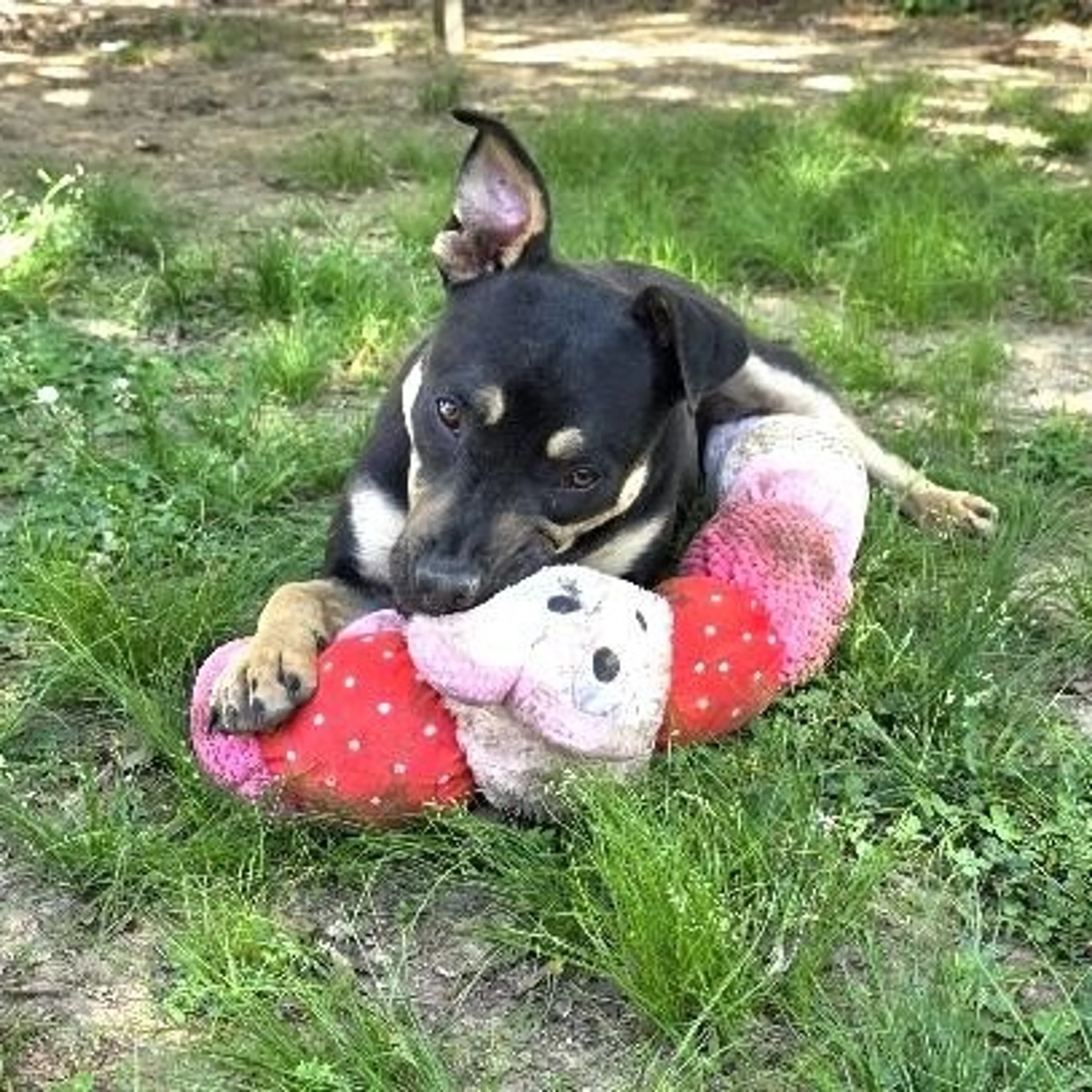 Found pet-4