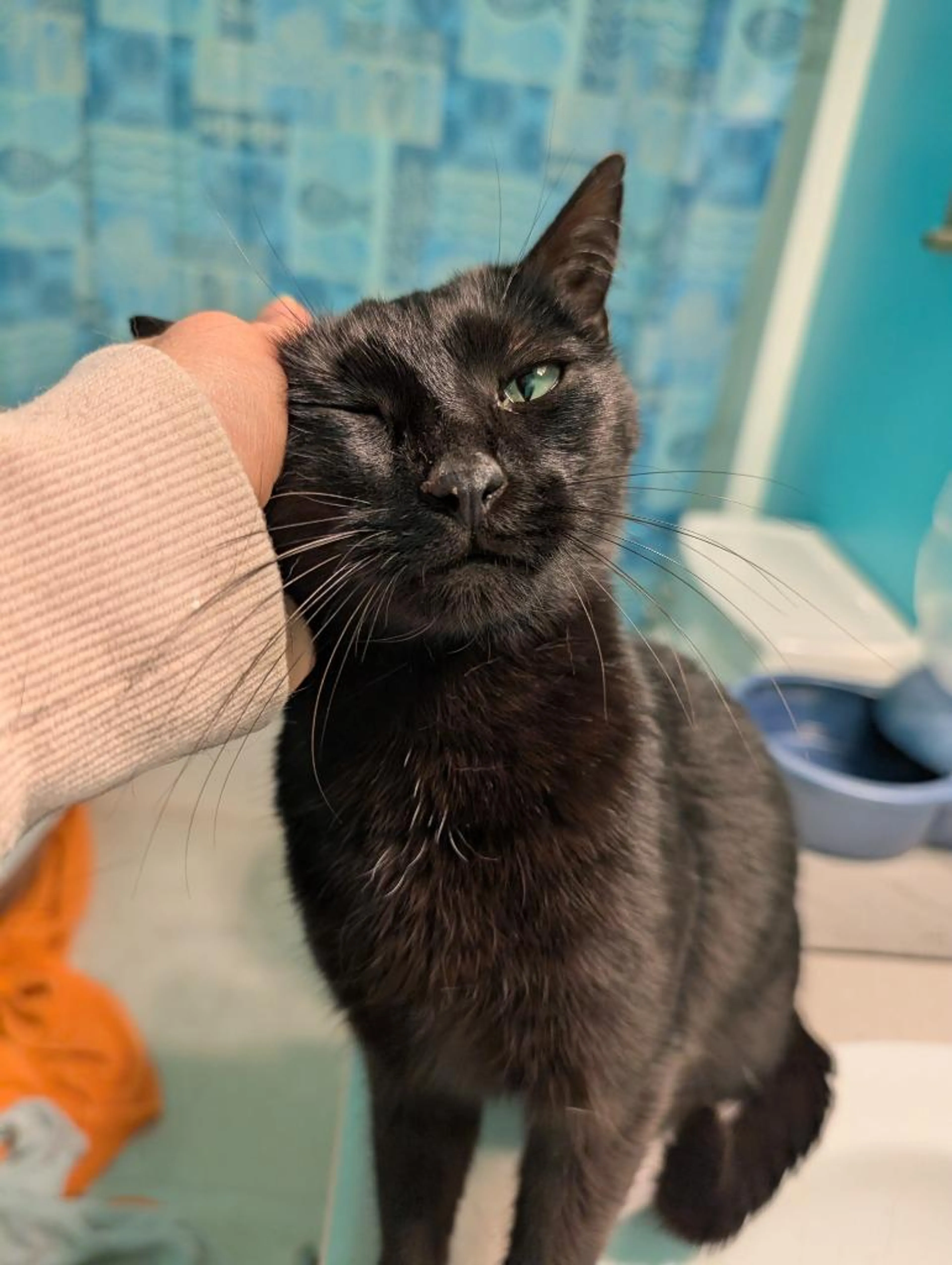 Found pet-1