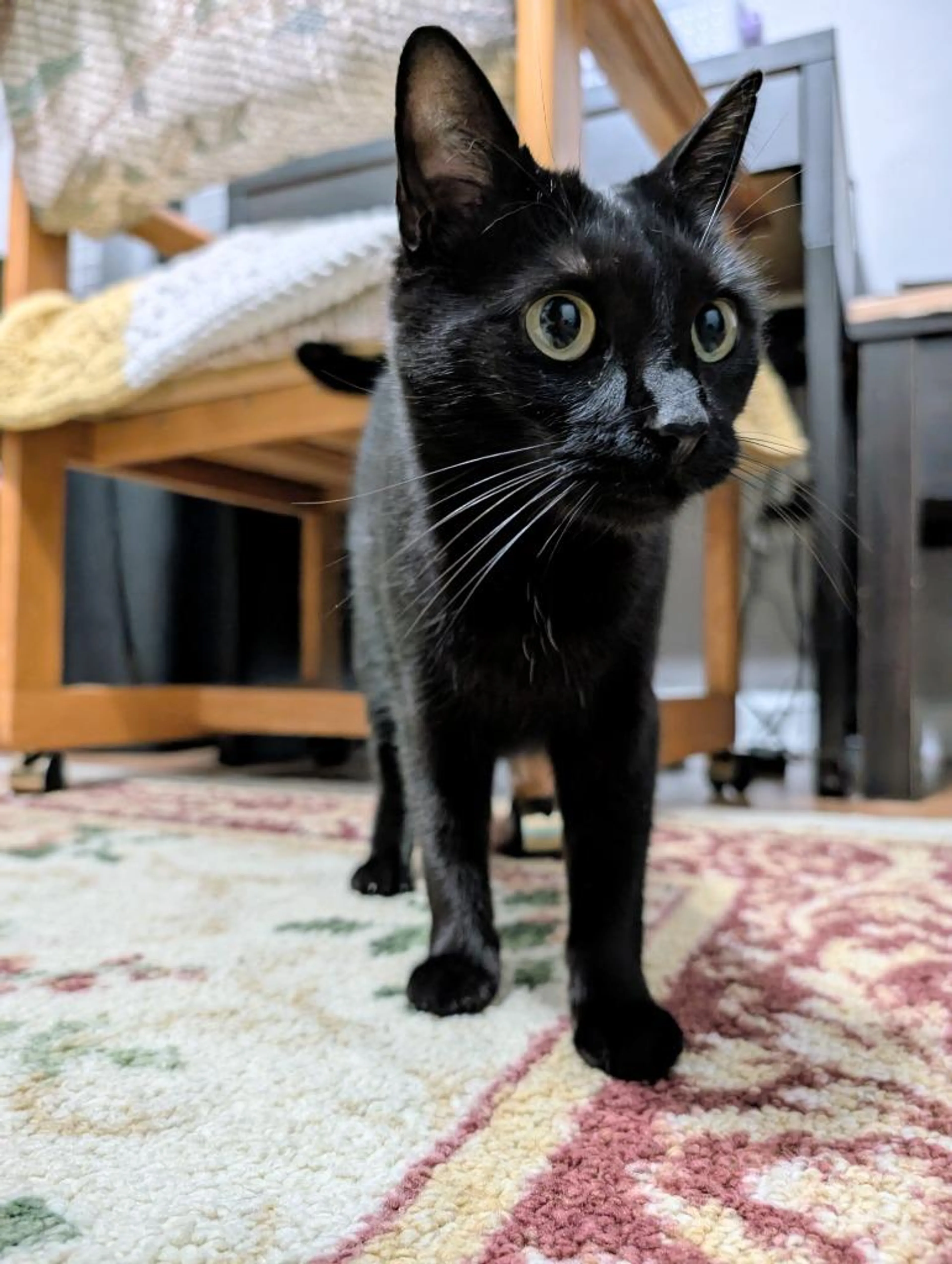 Found pet-2