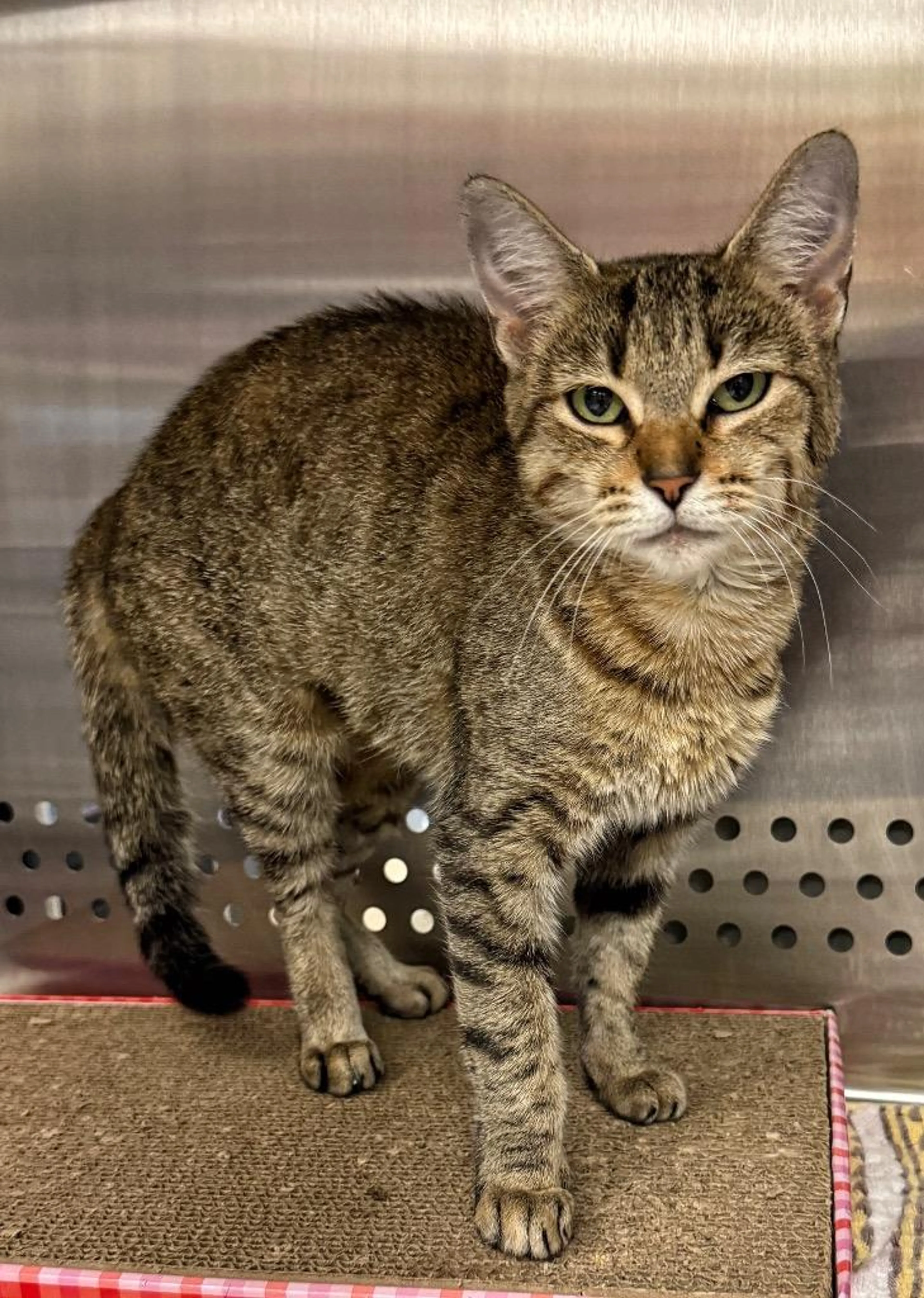 Found pet