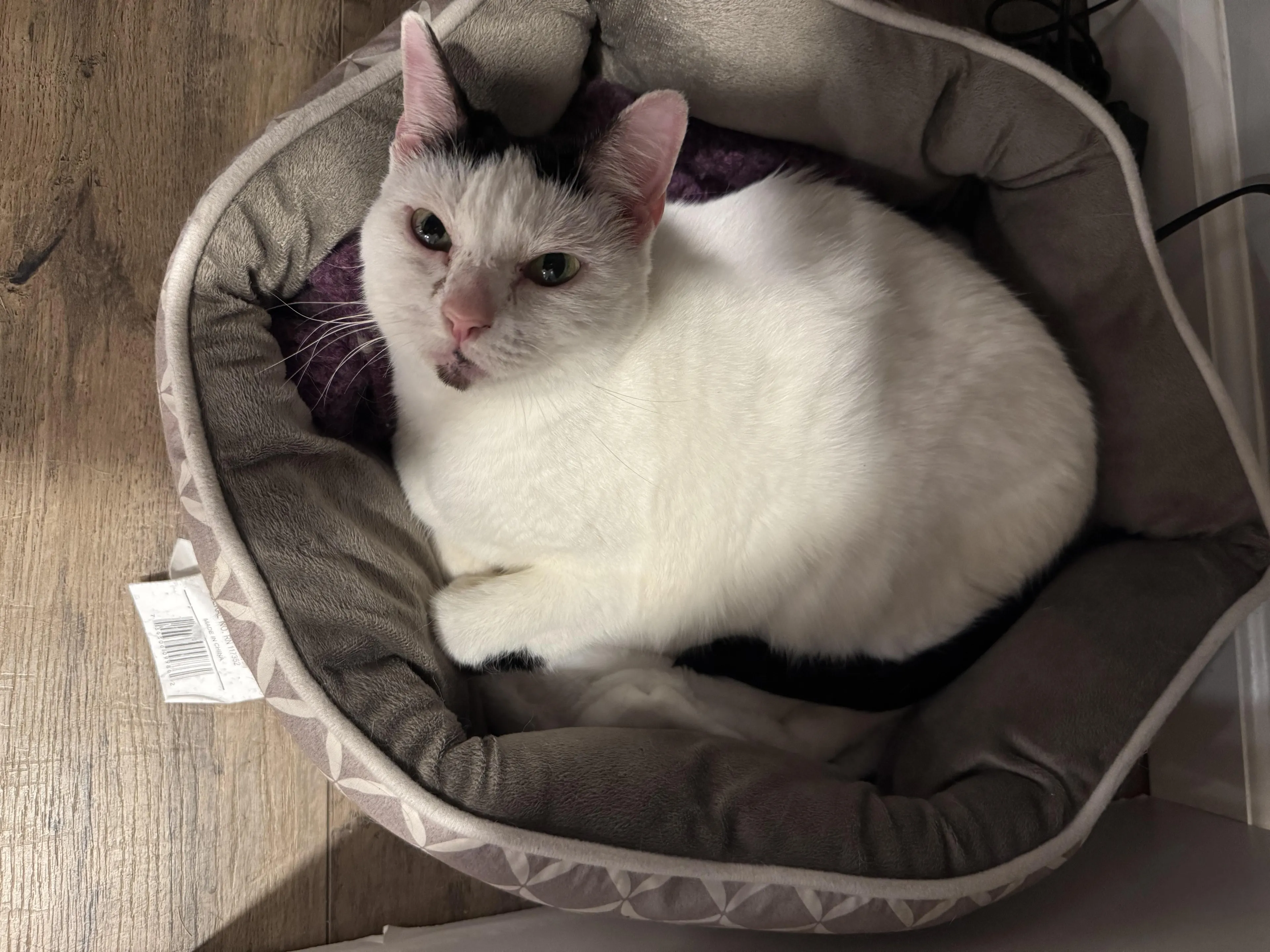 Found pet-0