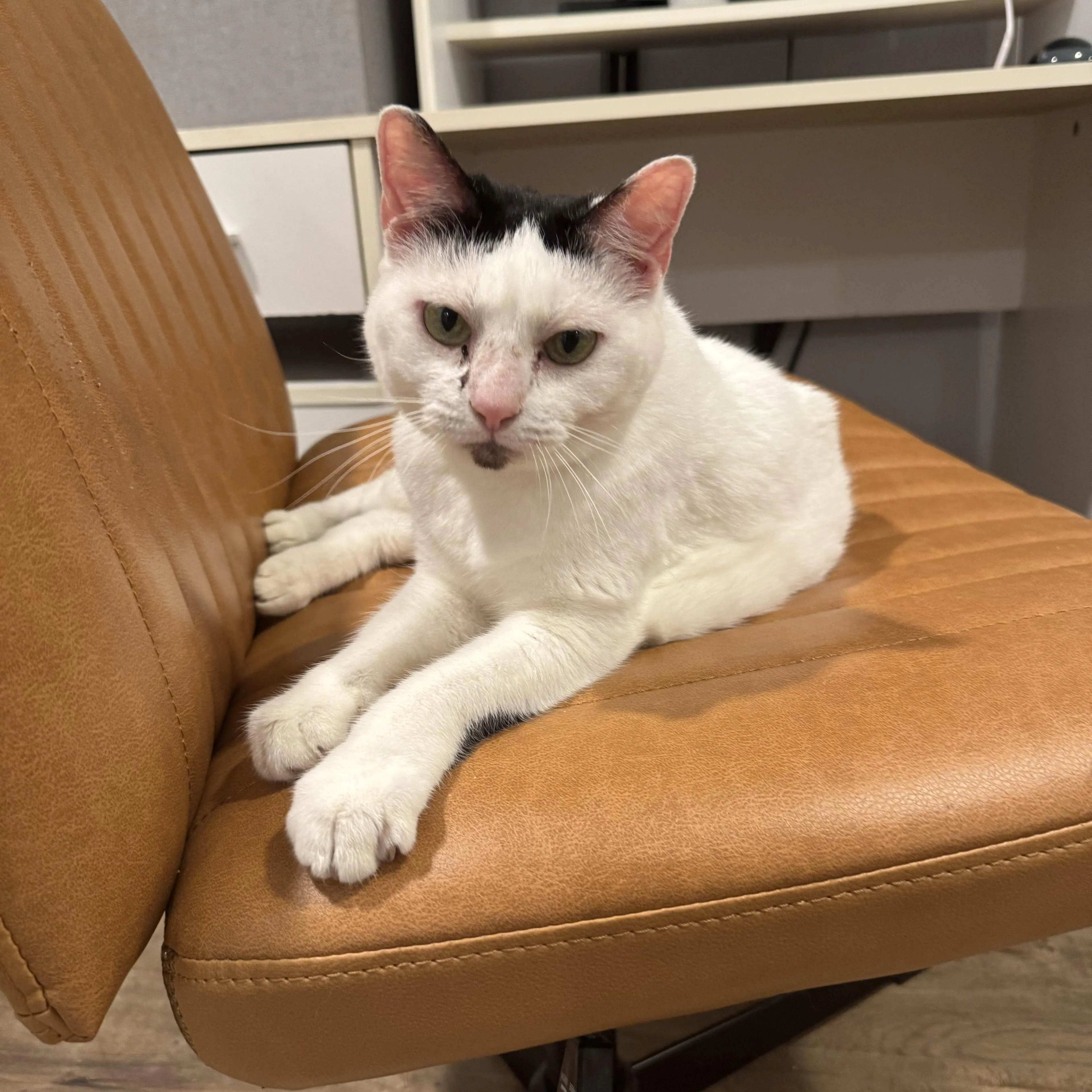 Found pet-2