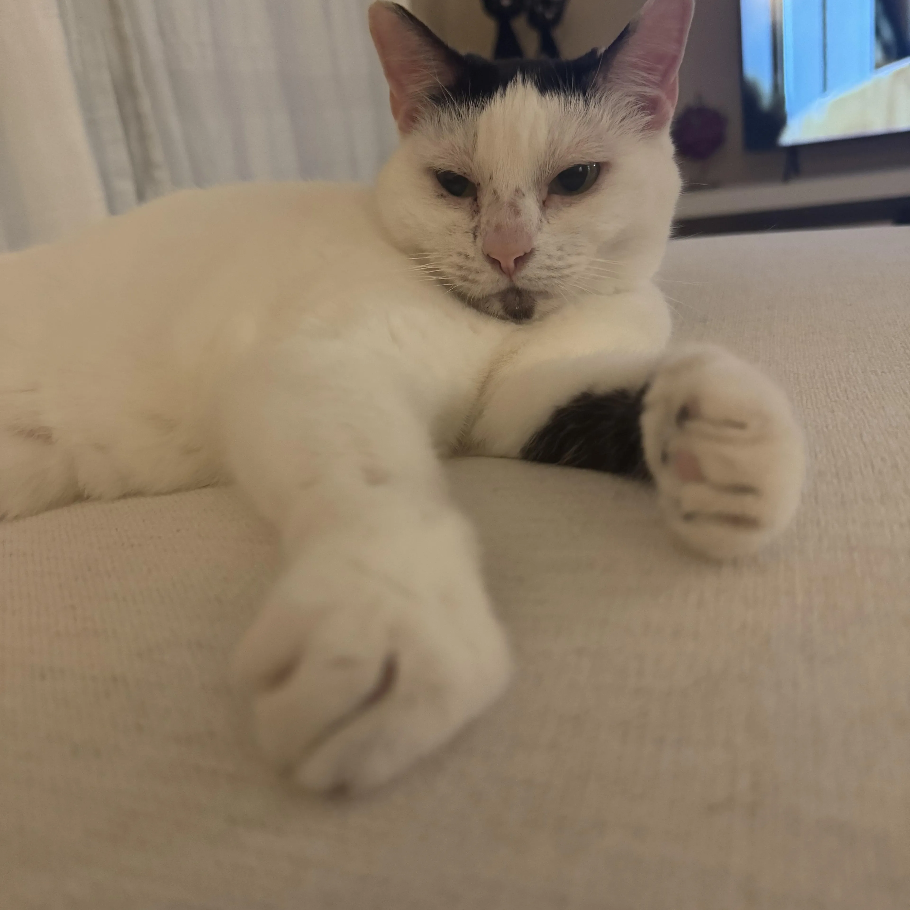 Found pet-1