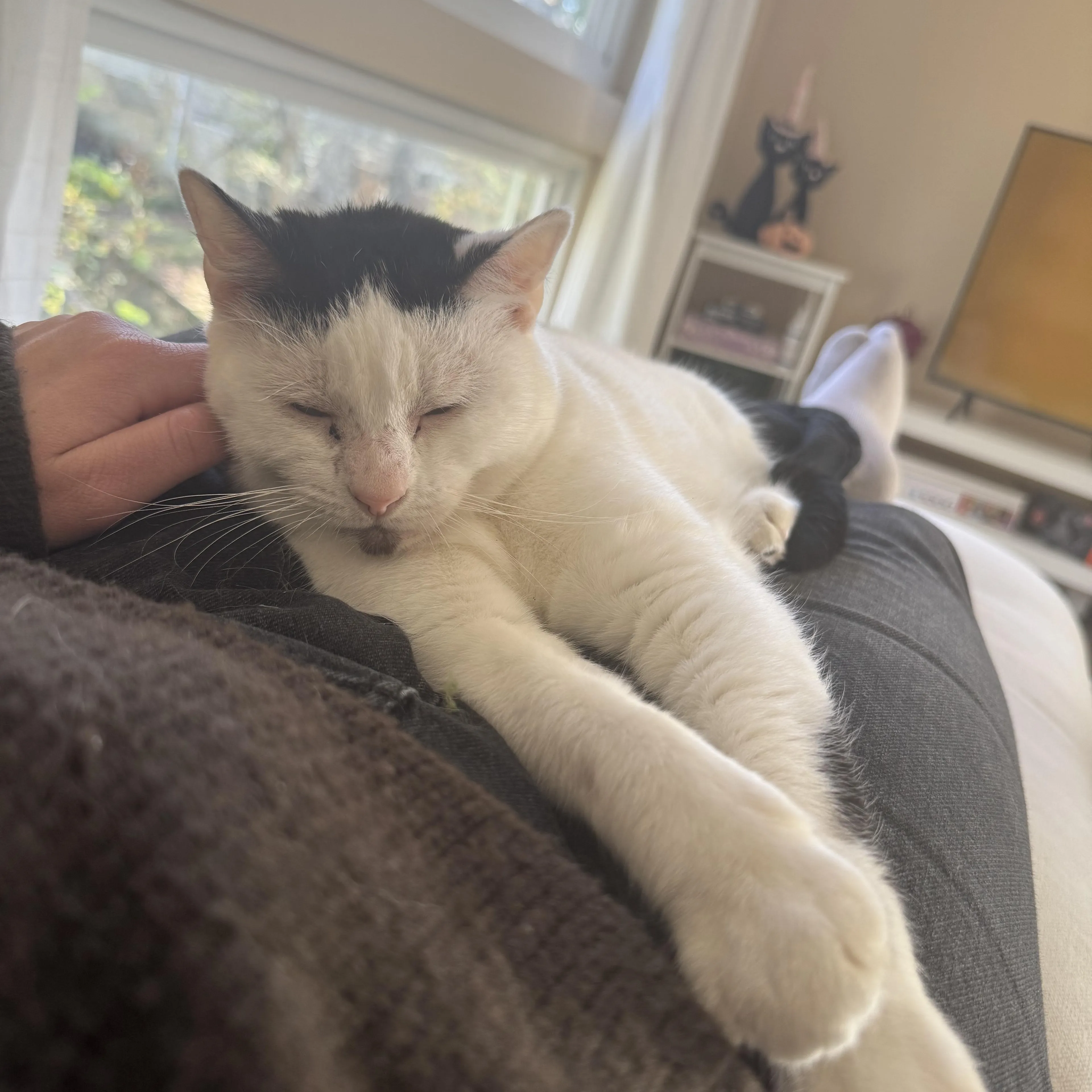 Found pet-3