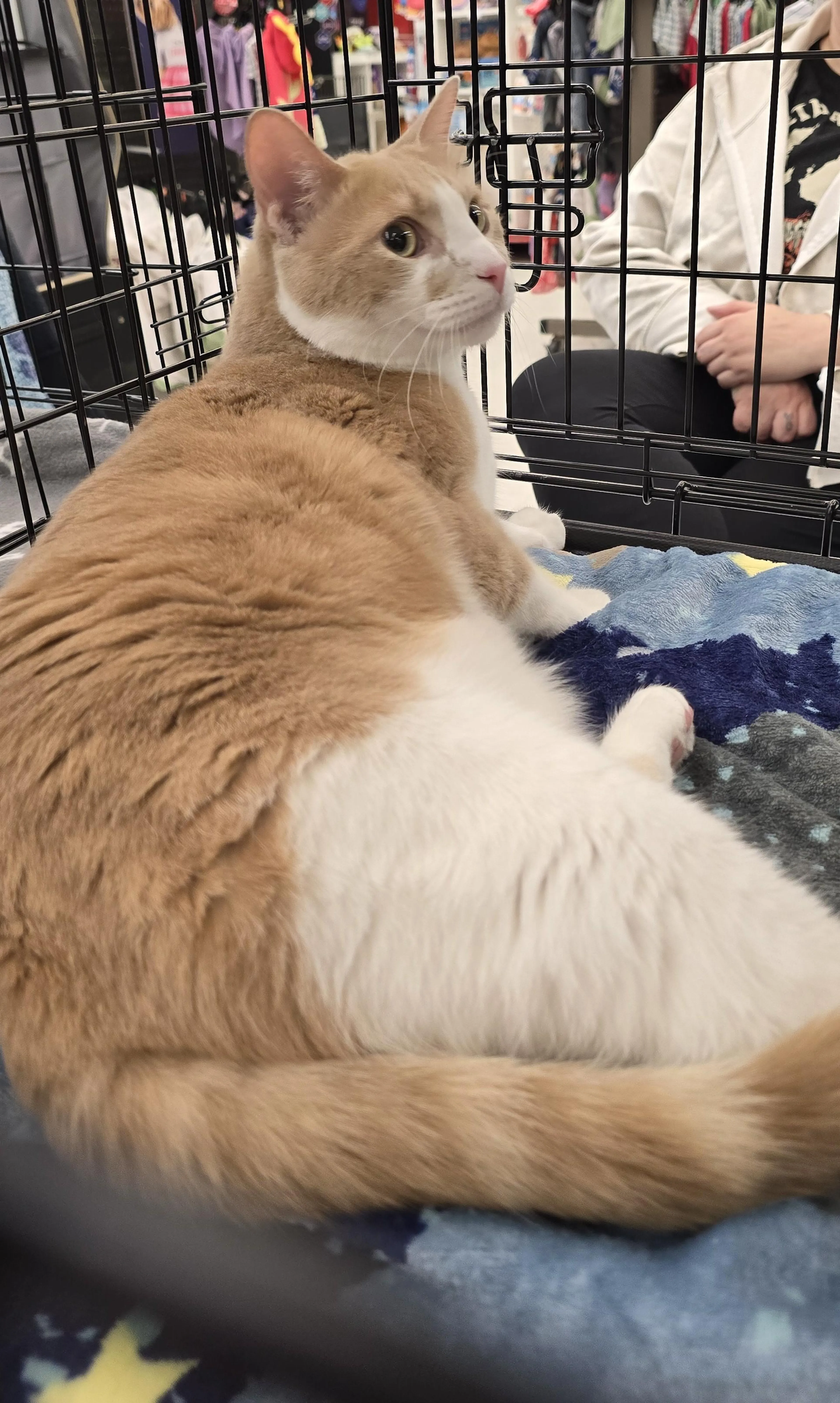 Found pet