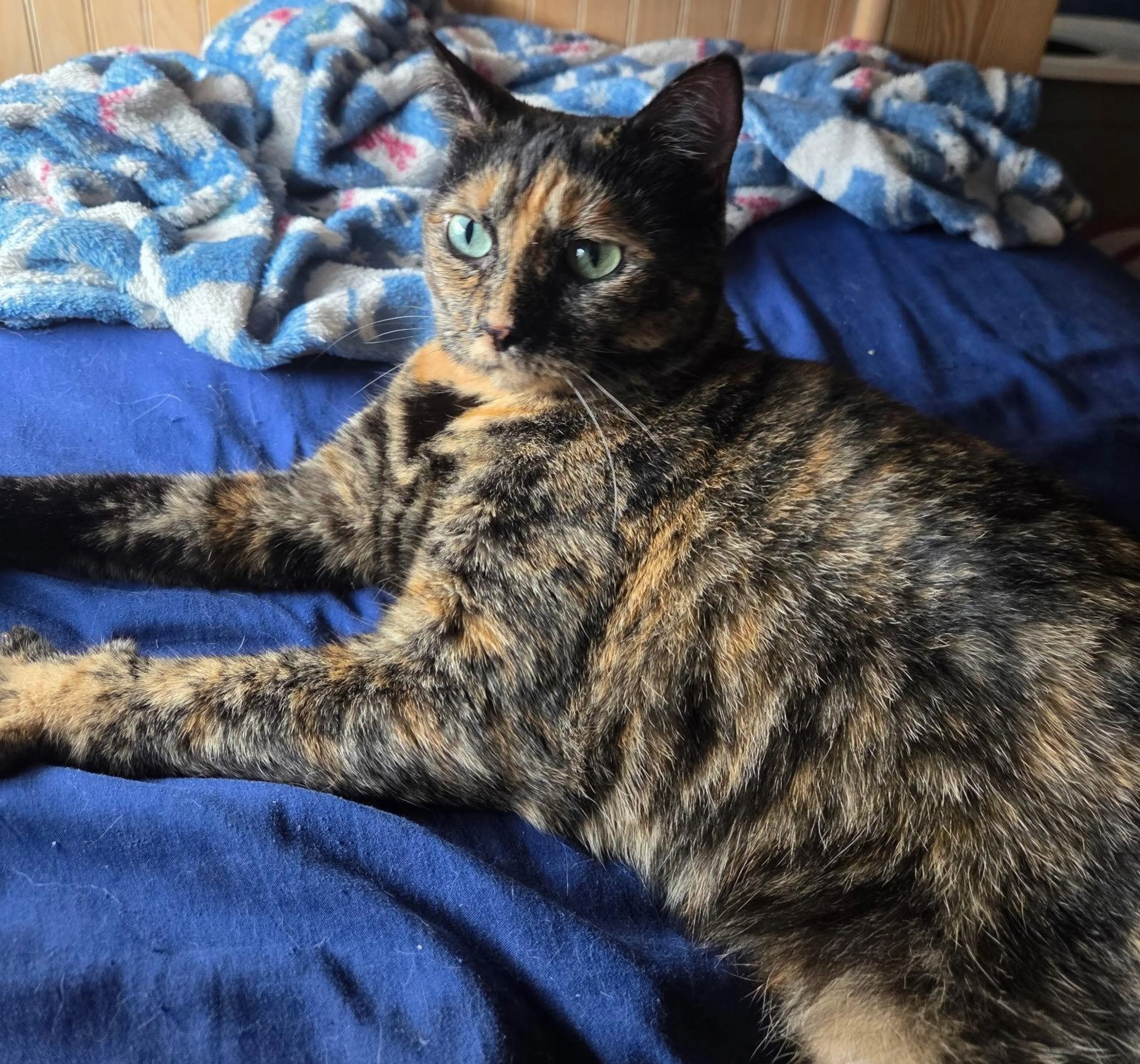 Found pet-1