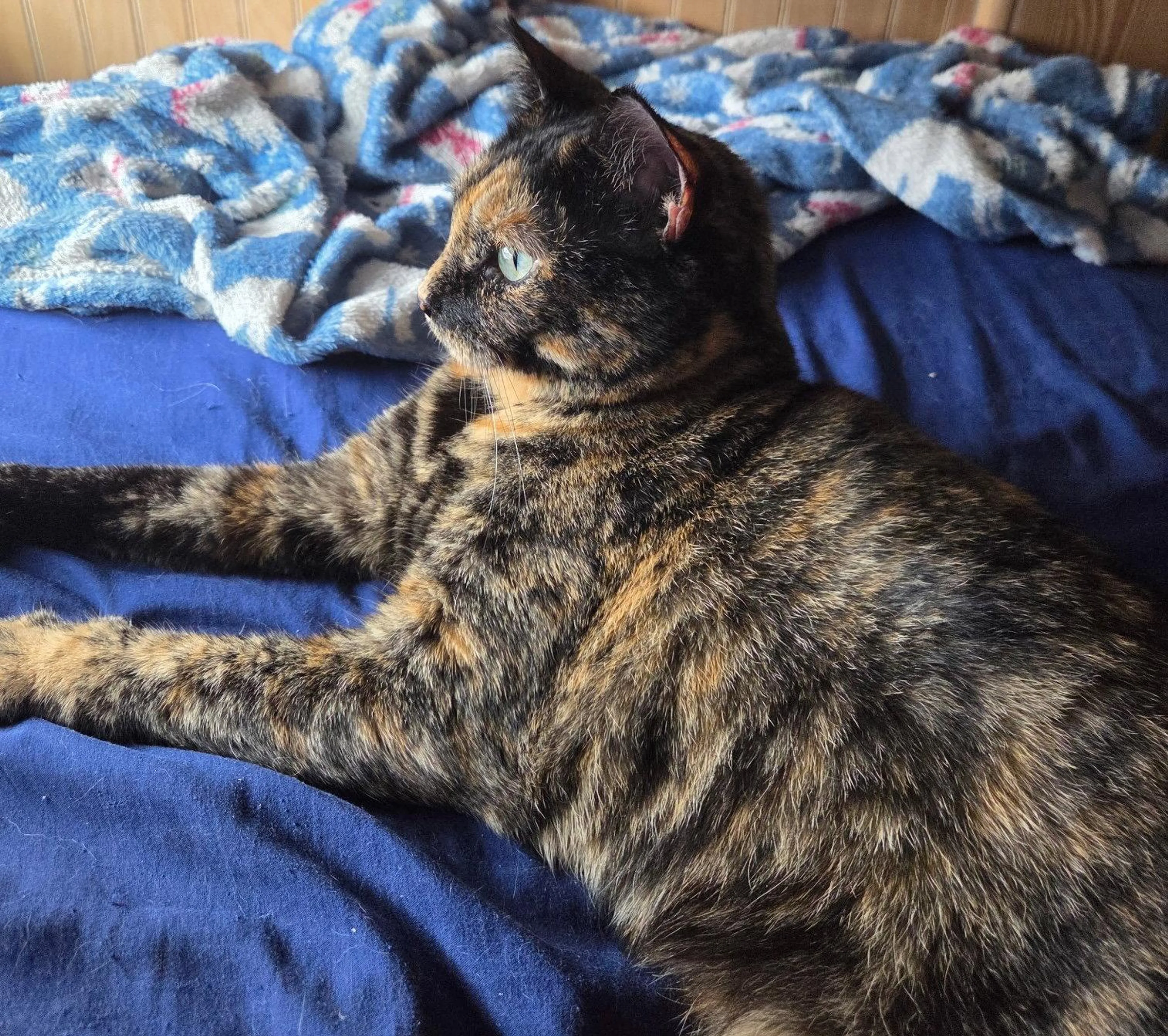 Found pet-2