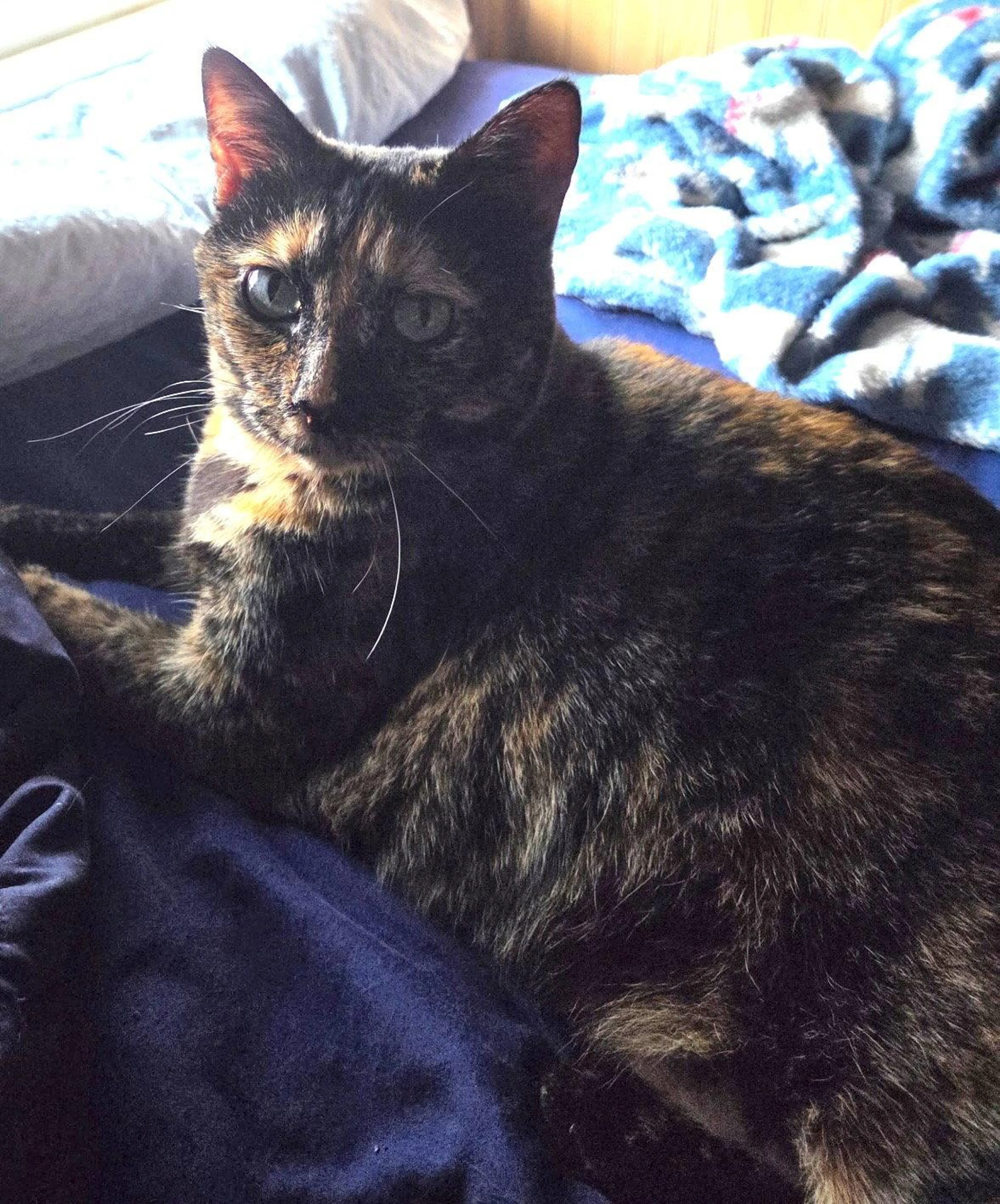 Found pet-0