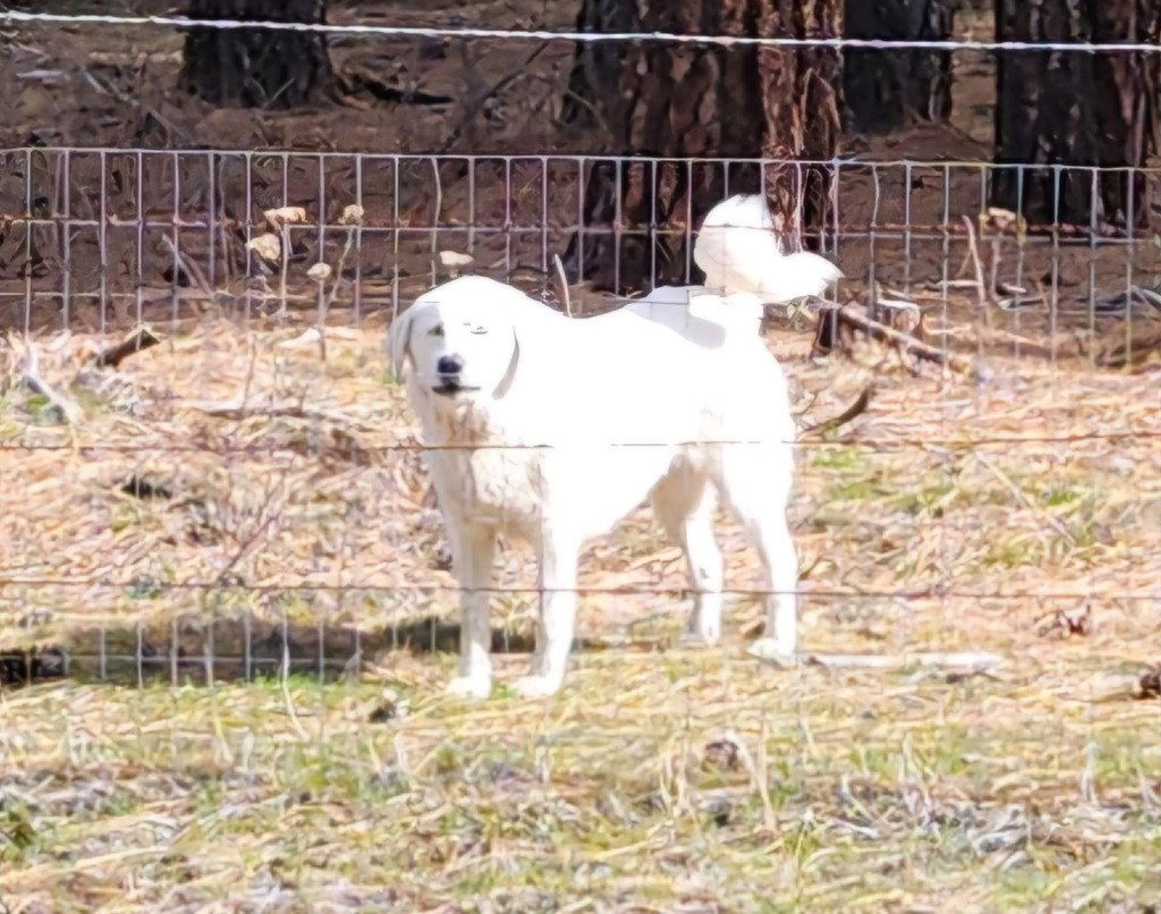 Found pet-0