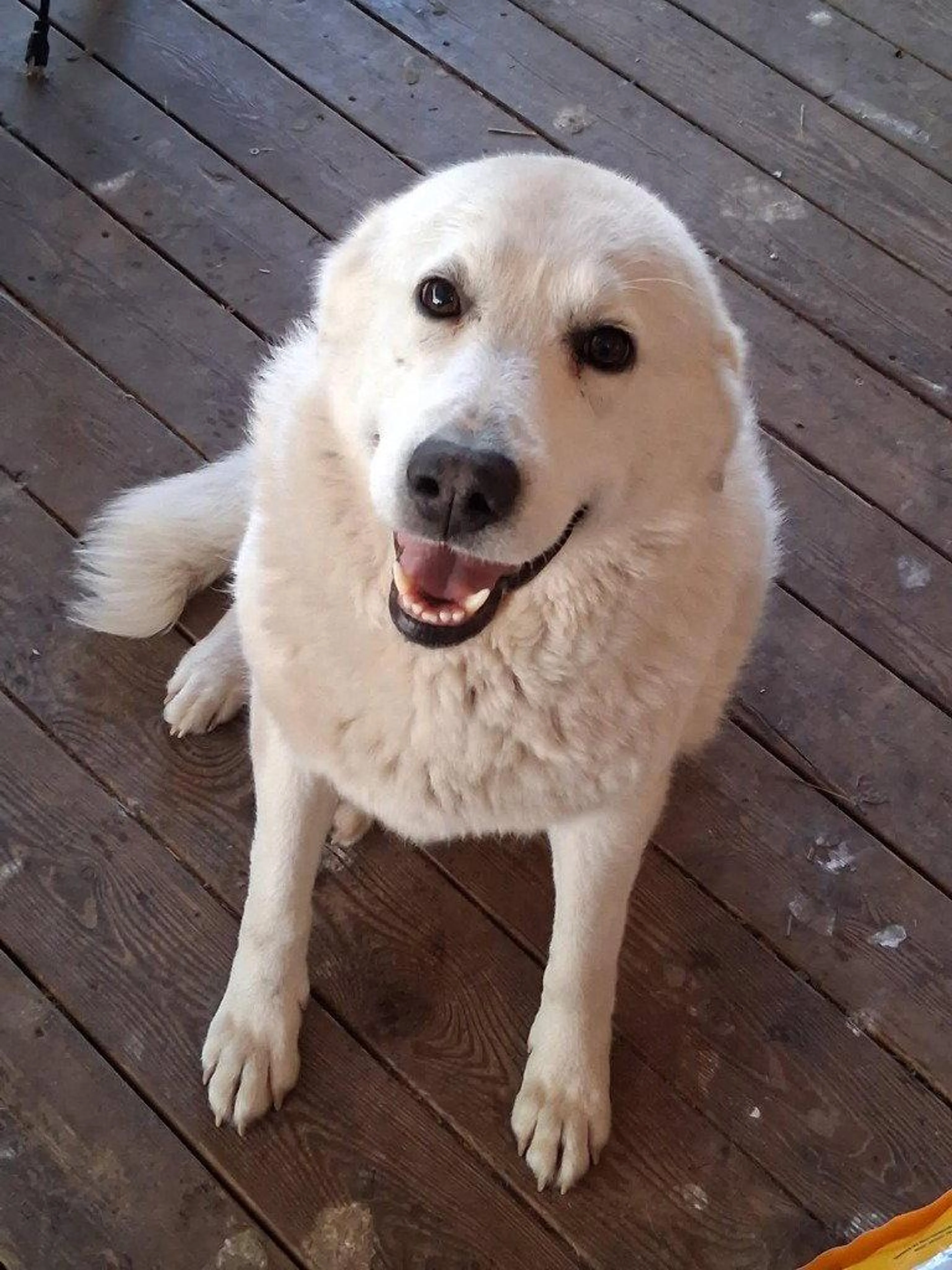 Found pet-1