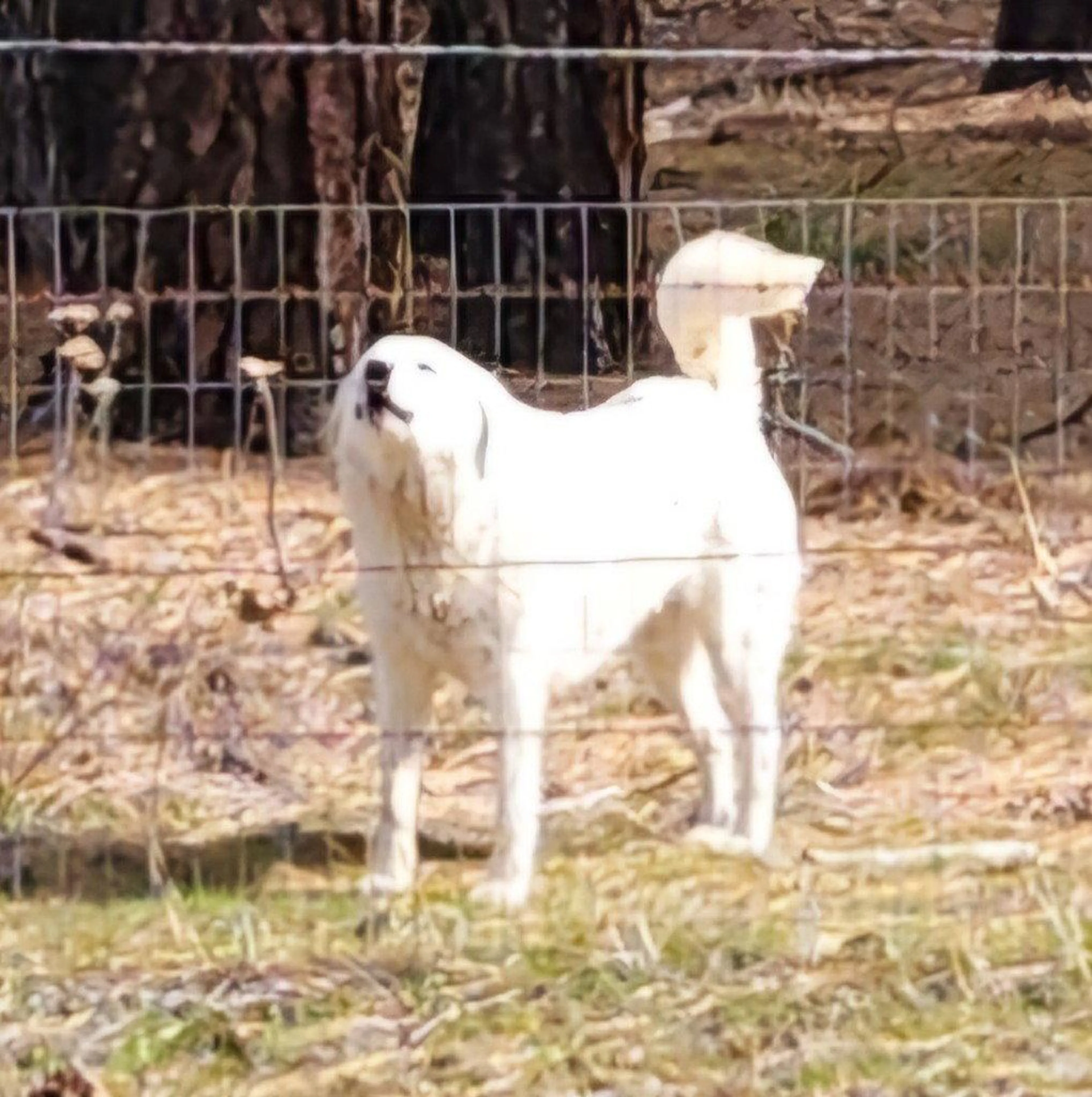 Found pet-2