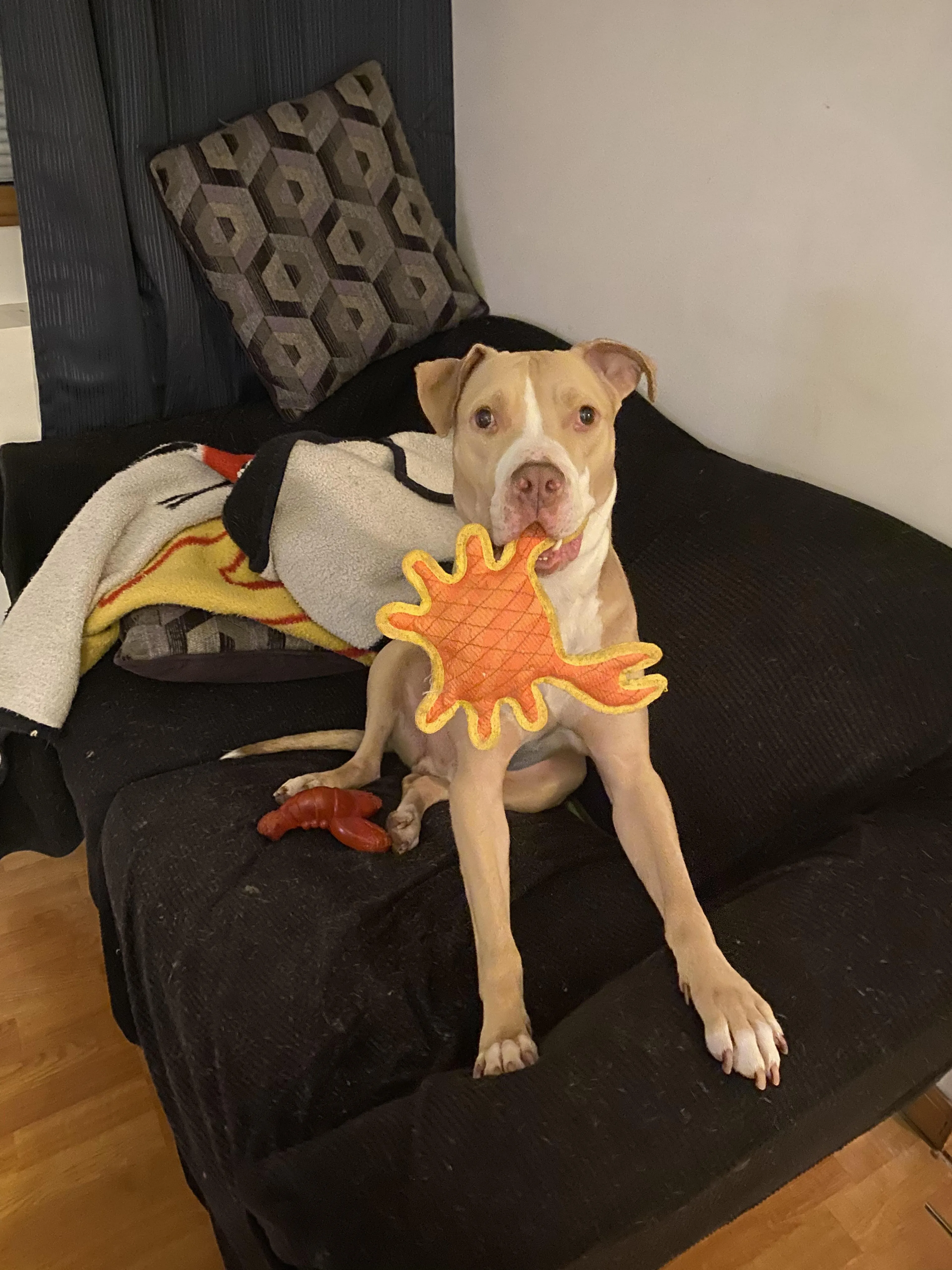 Found pet-0
