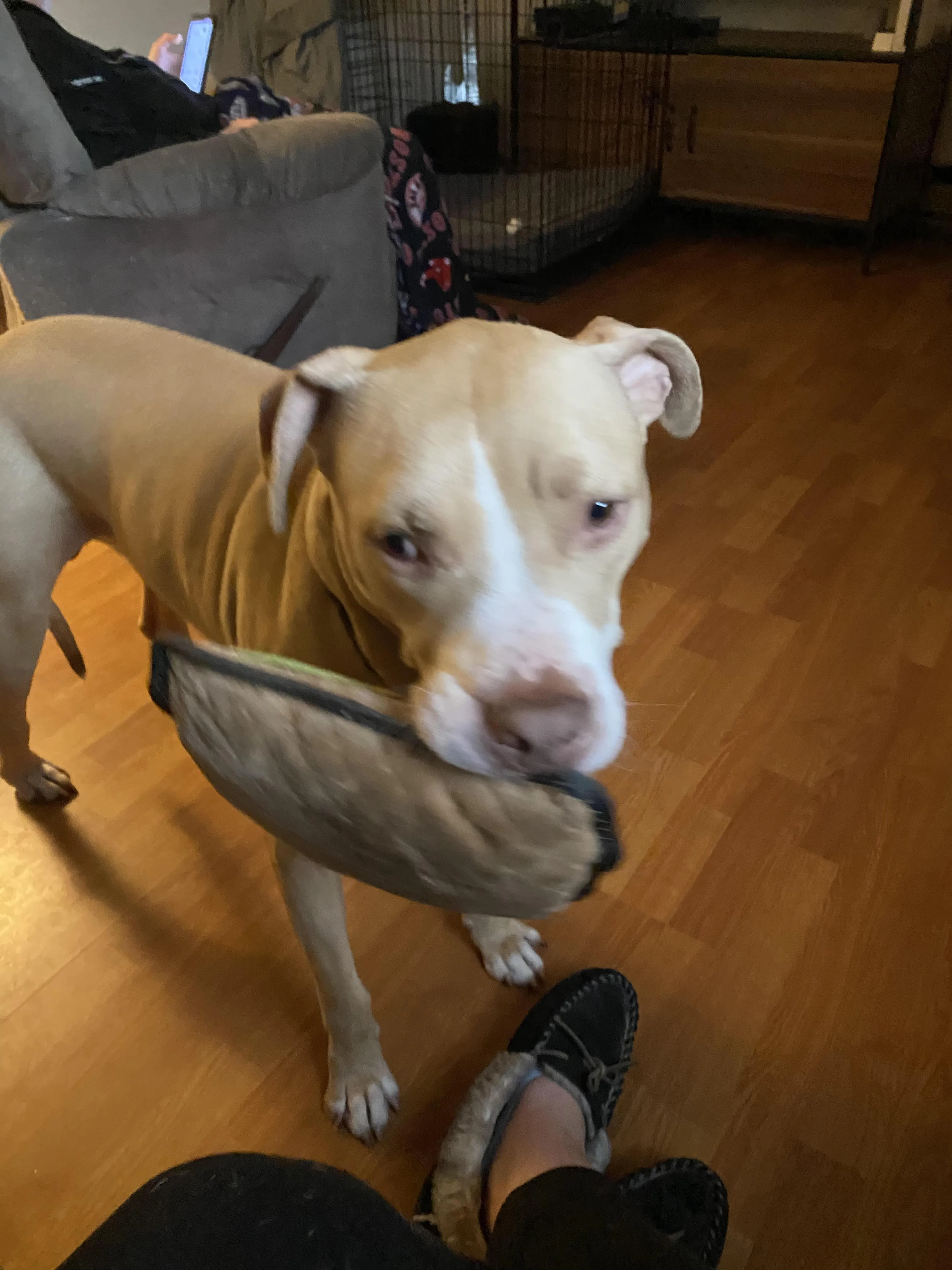 Found pet-3