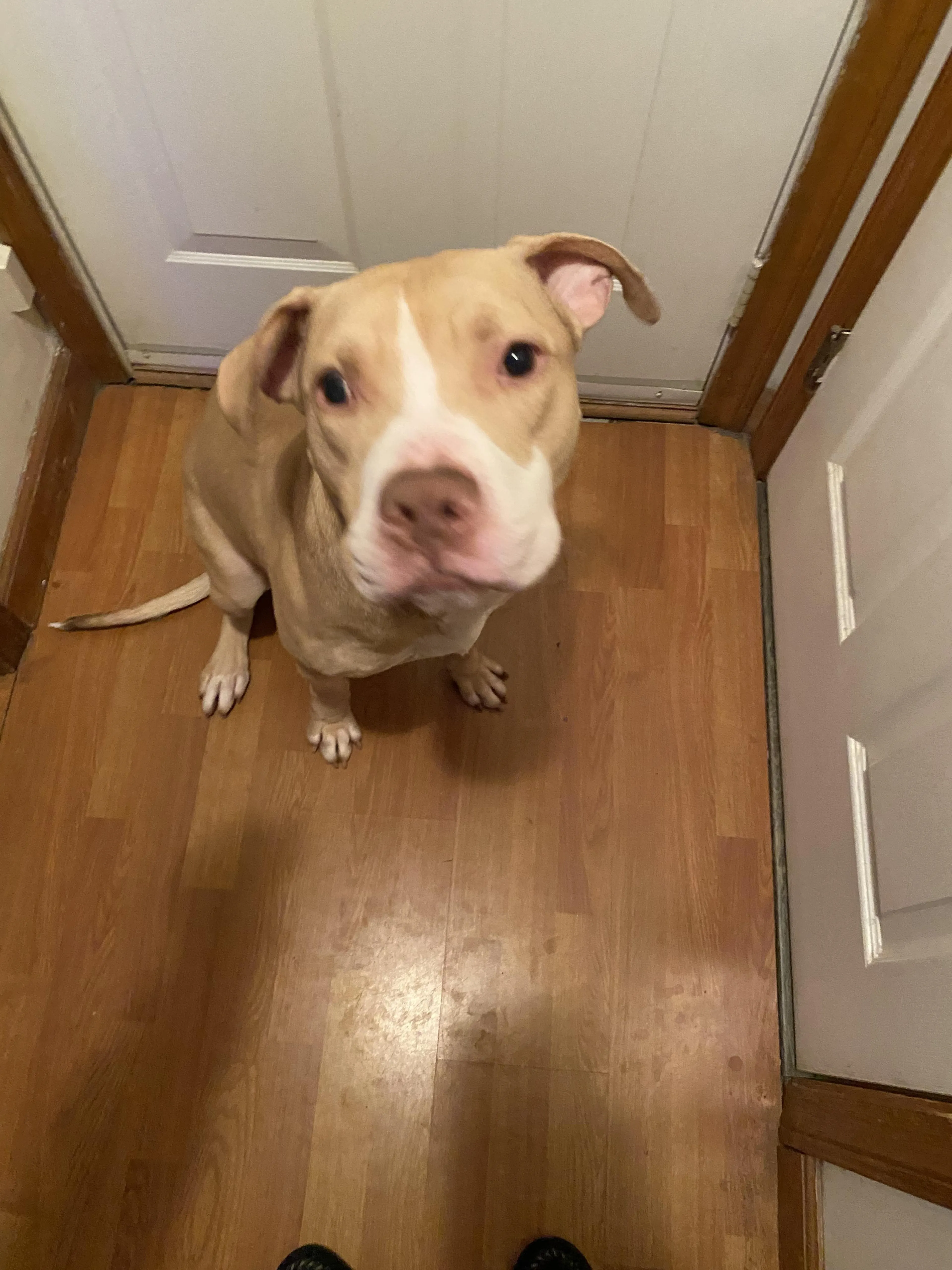Found pet-4