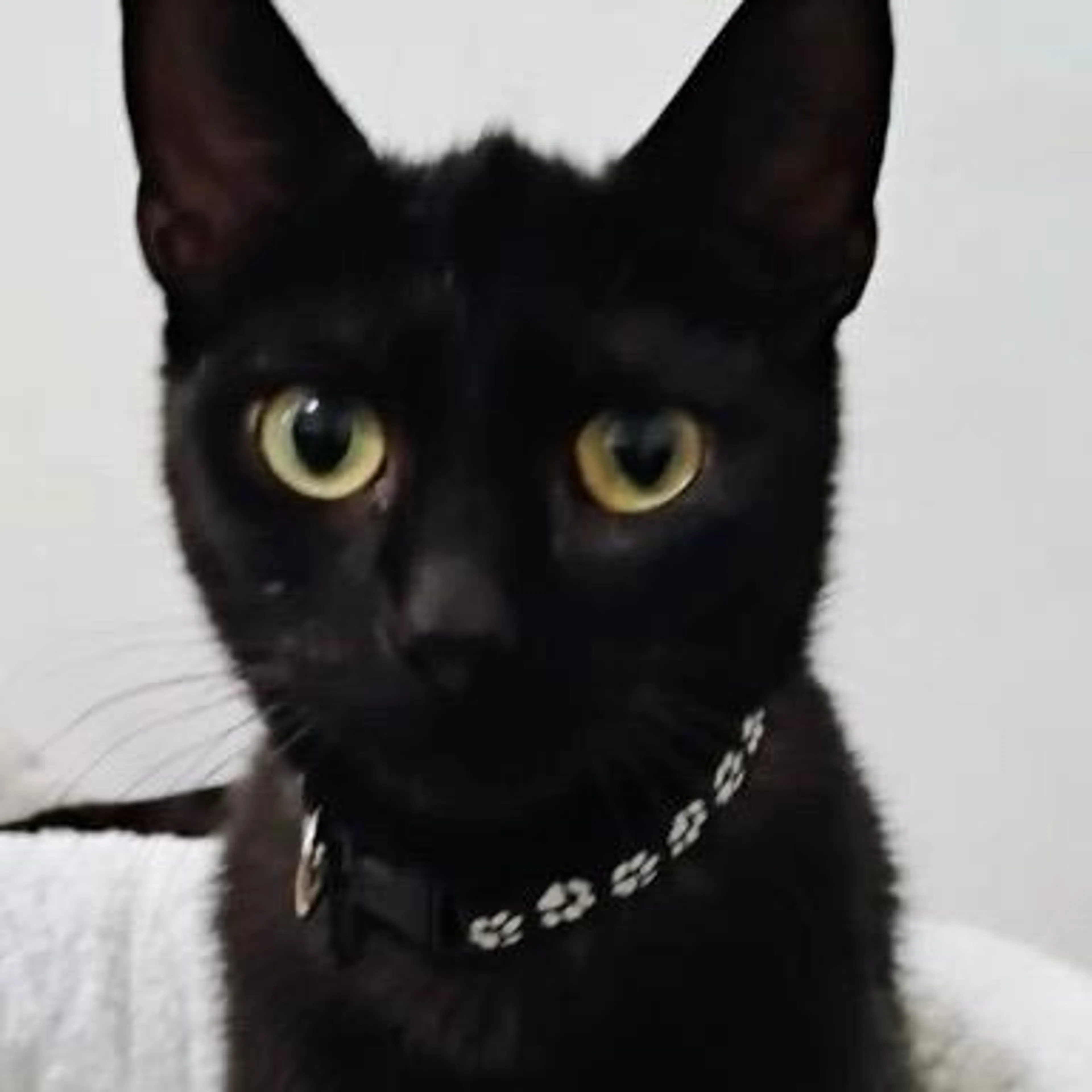 Found pet-0