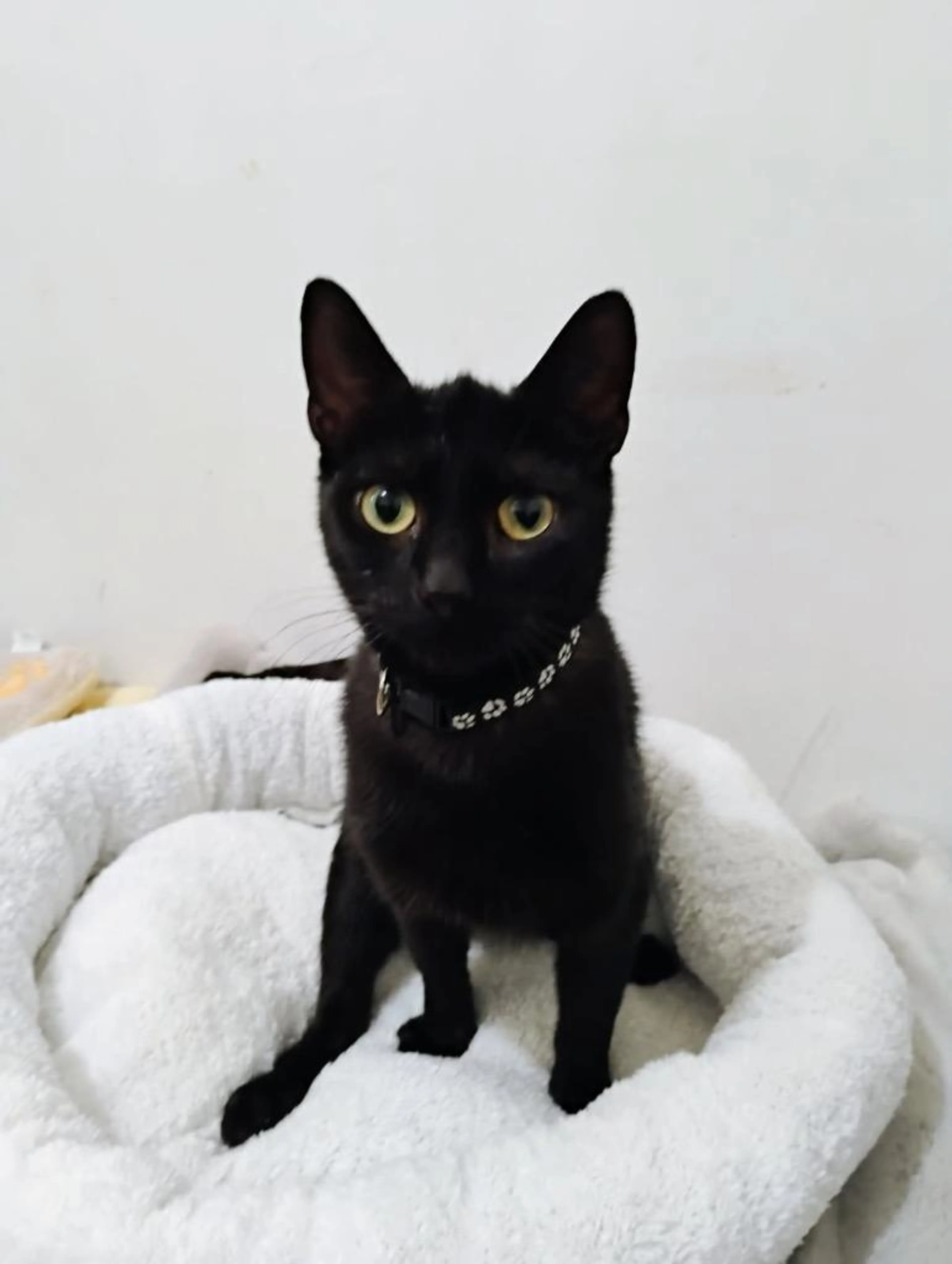 Found pet-1