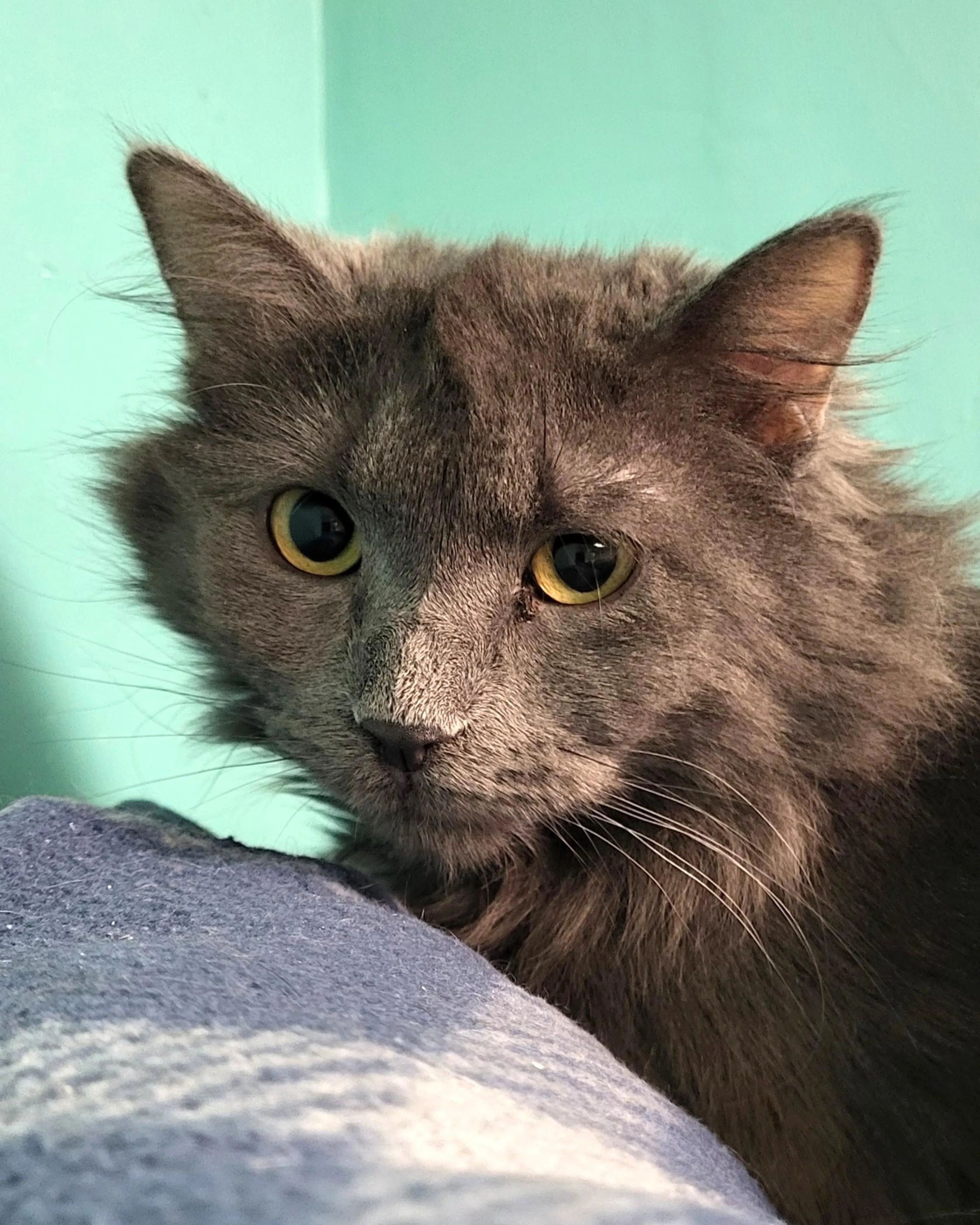 Found pet-3