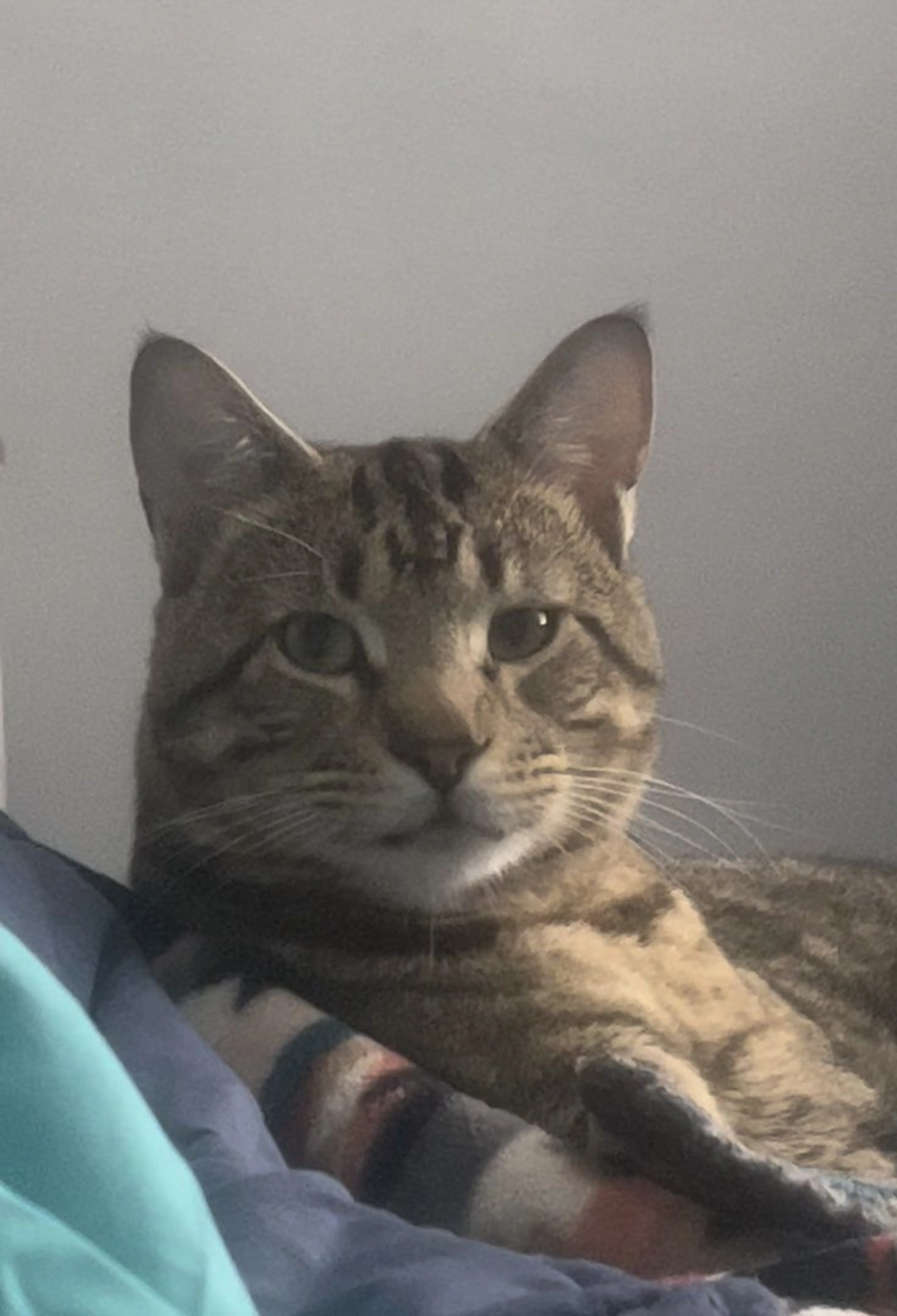 Lost pet-1