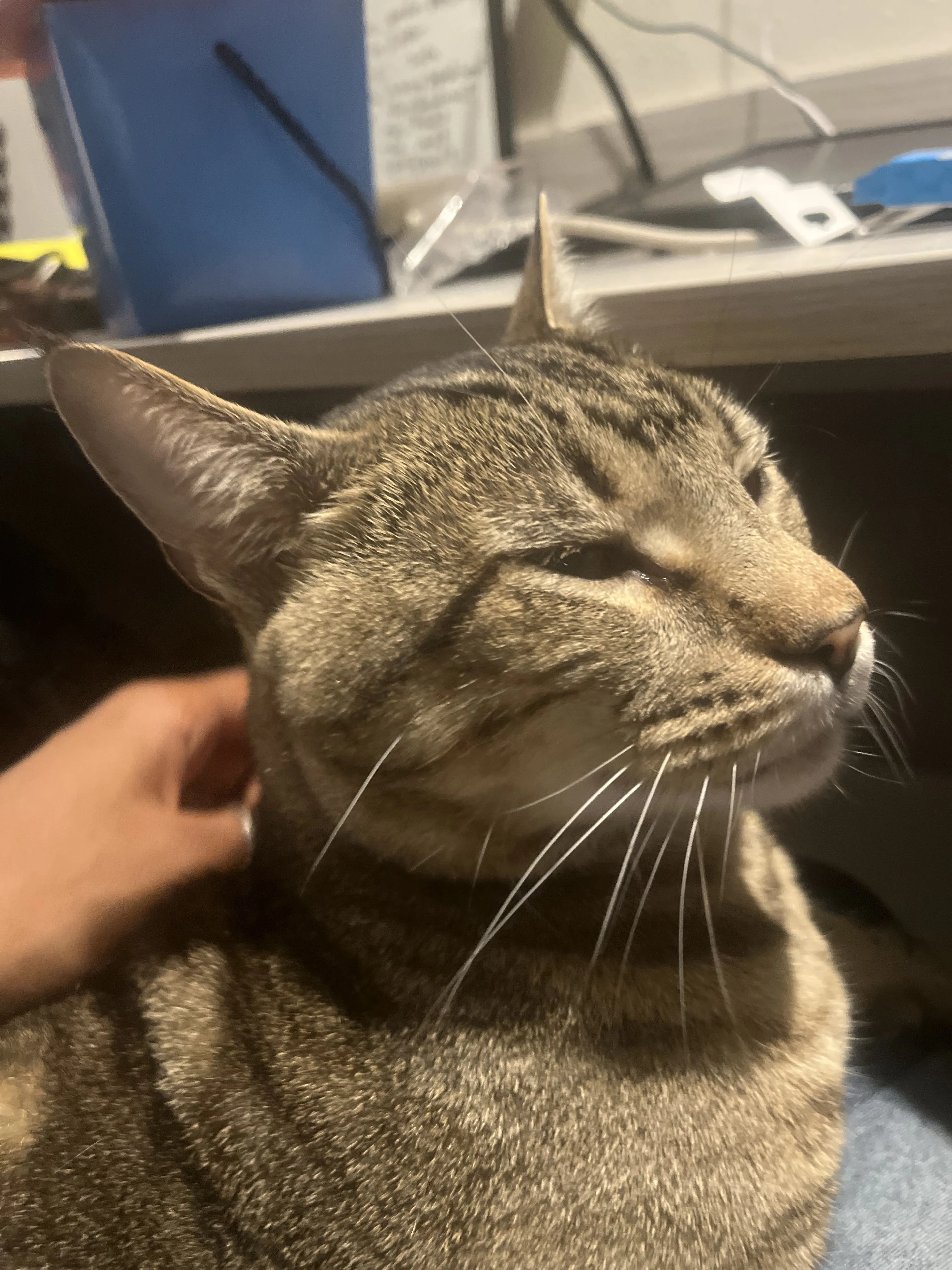 Lost pet-4