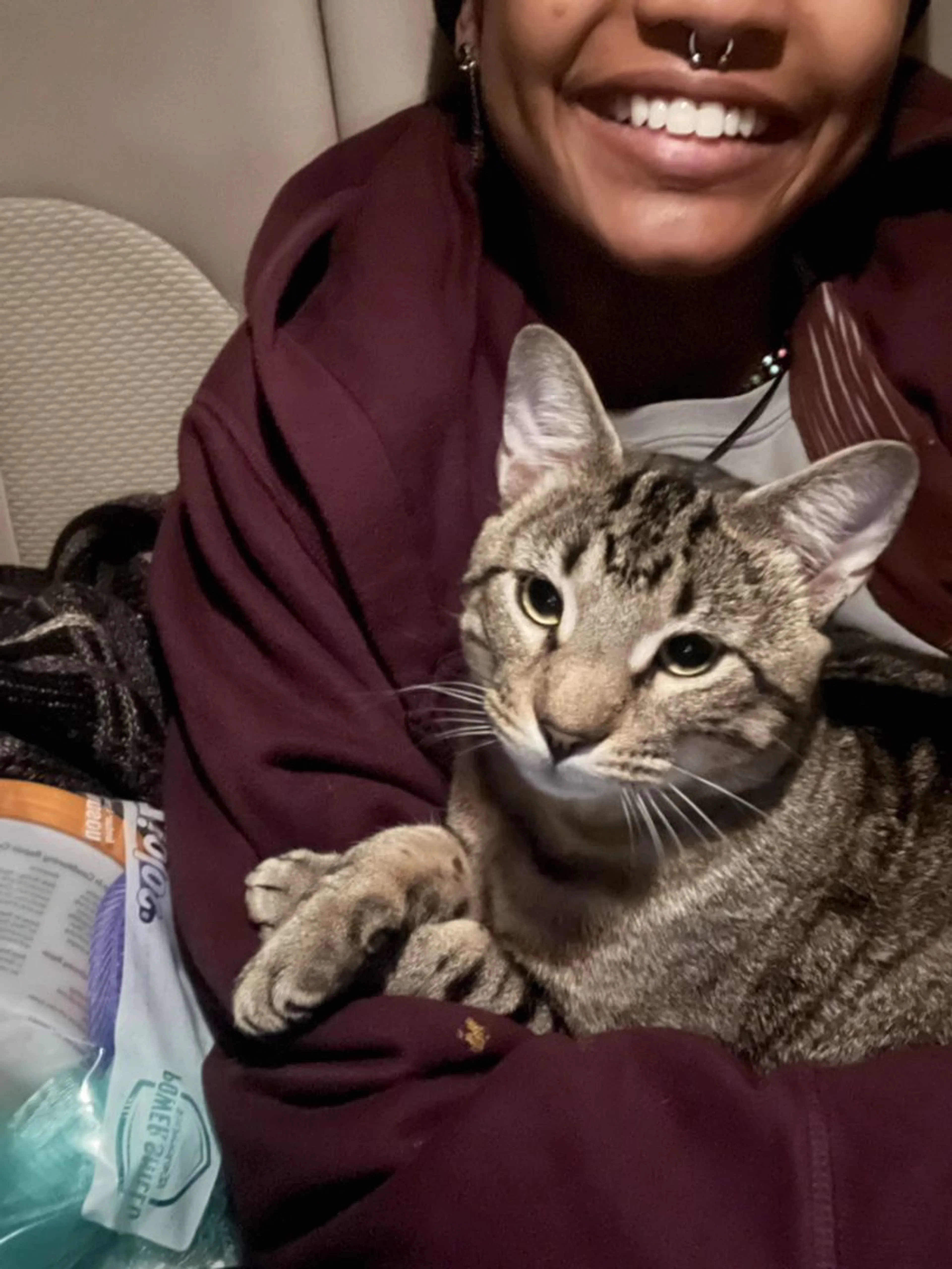 Lost pet-0
