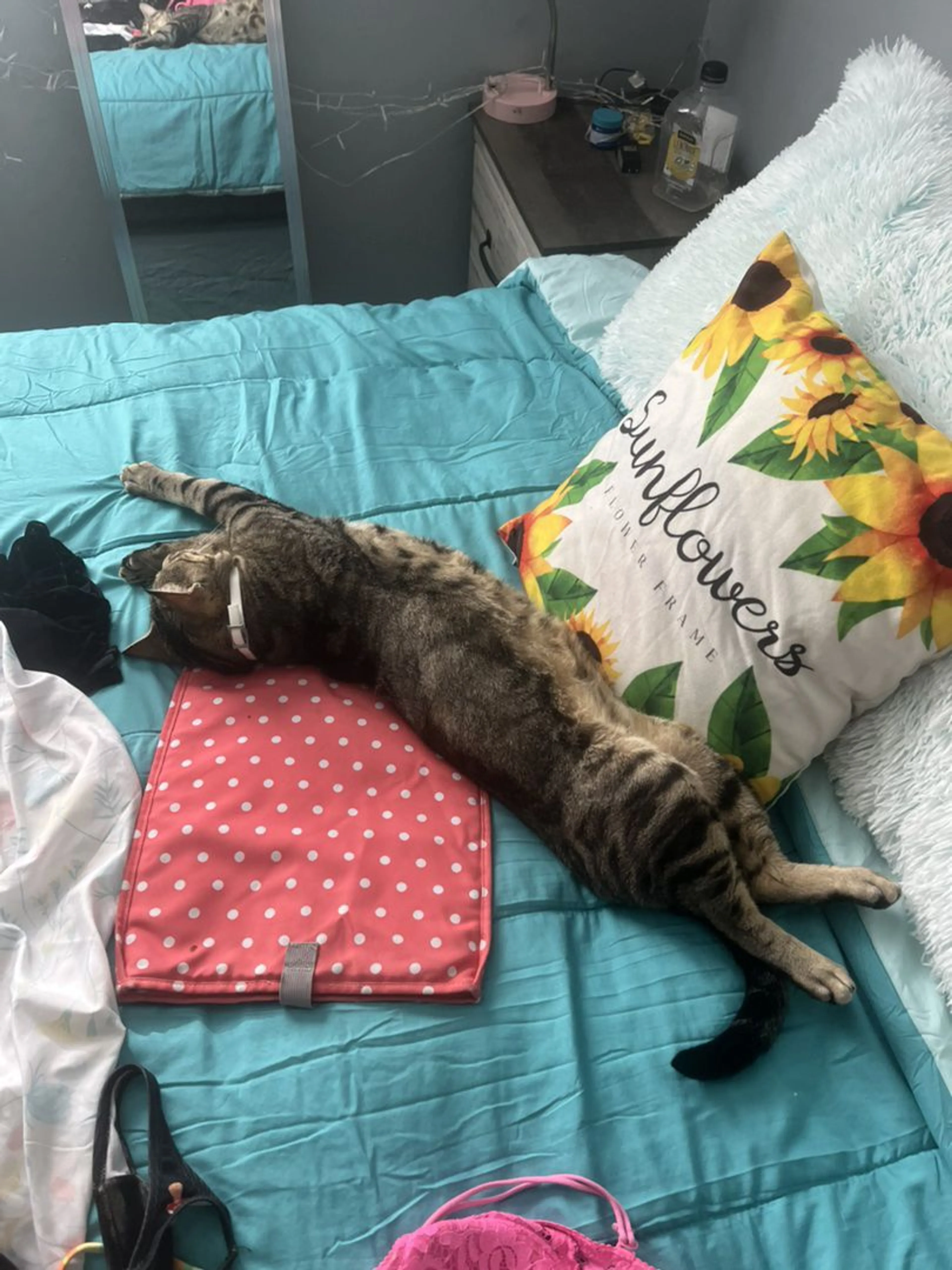 Lost pet-3